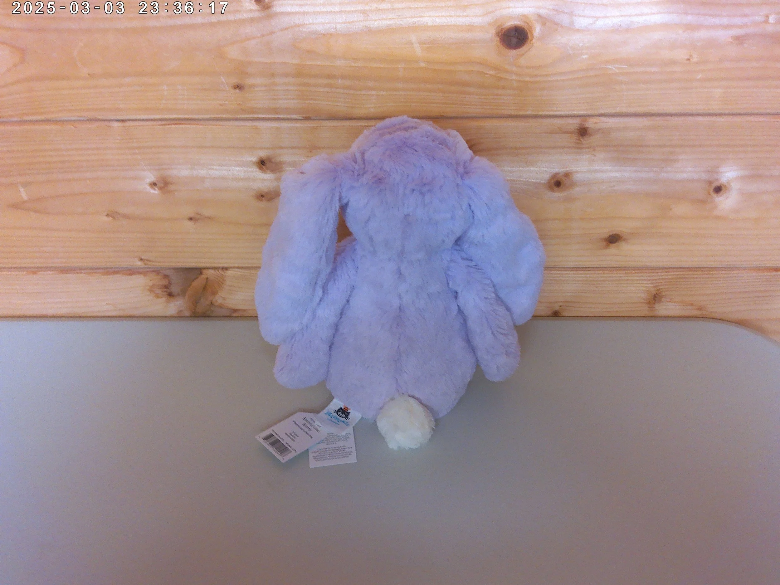 lilac bunny photo 2.jpg