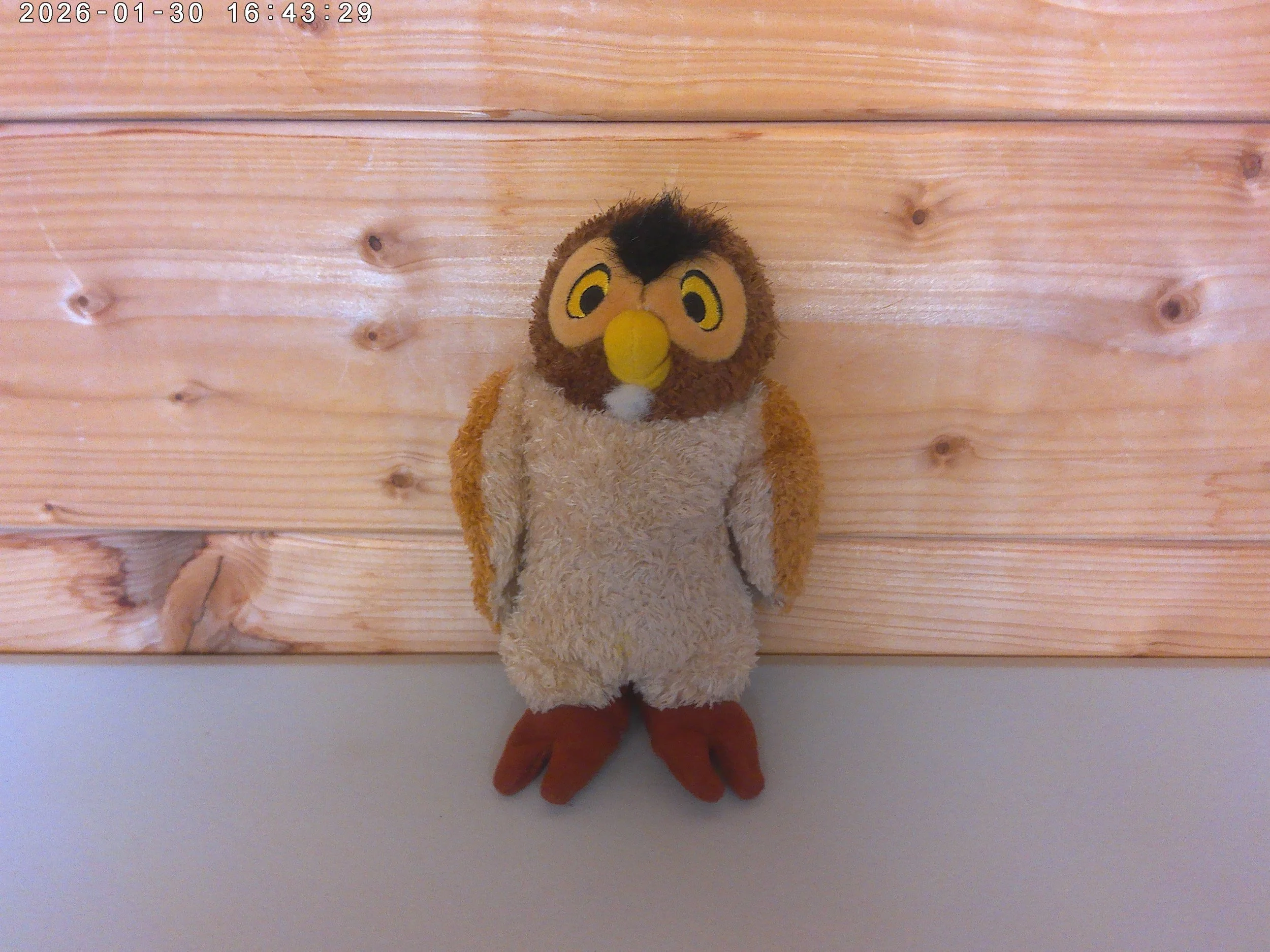 Owl - photo 1.jpg