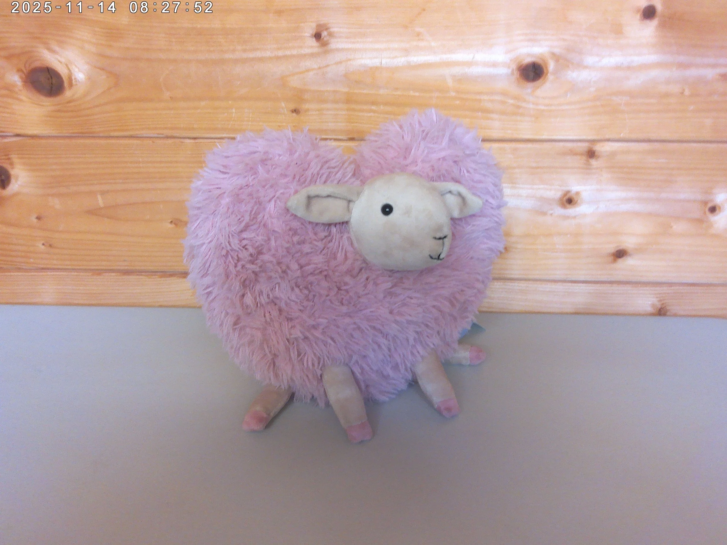 Aimee sheep - photo 3.jpg