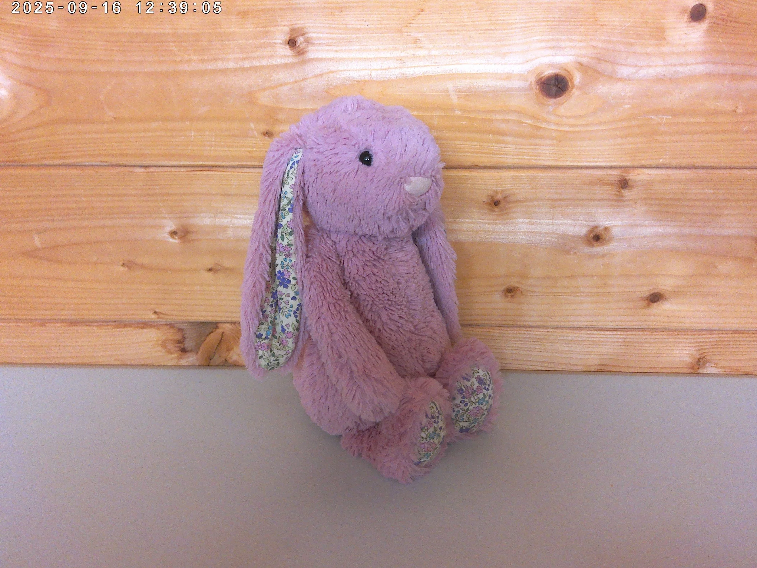 Bashful medium tulip bunny - photo 3.jpg