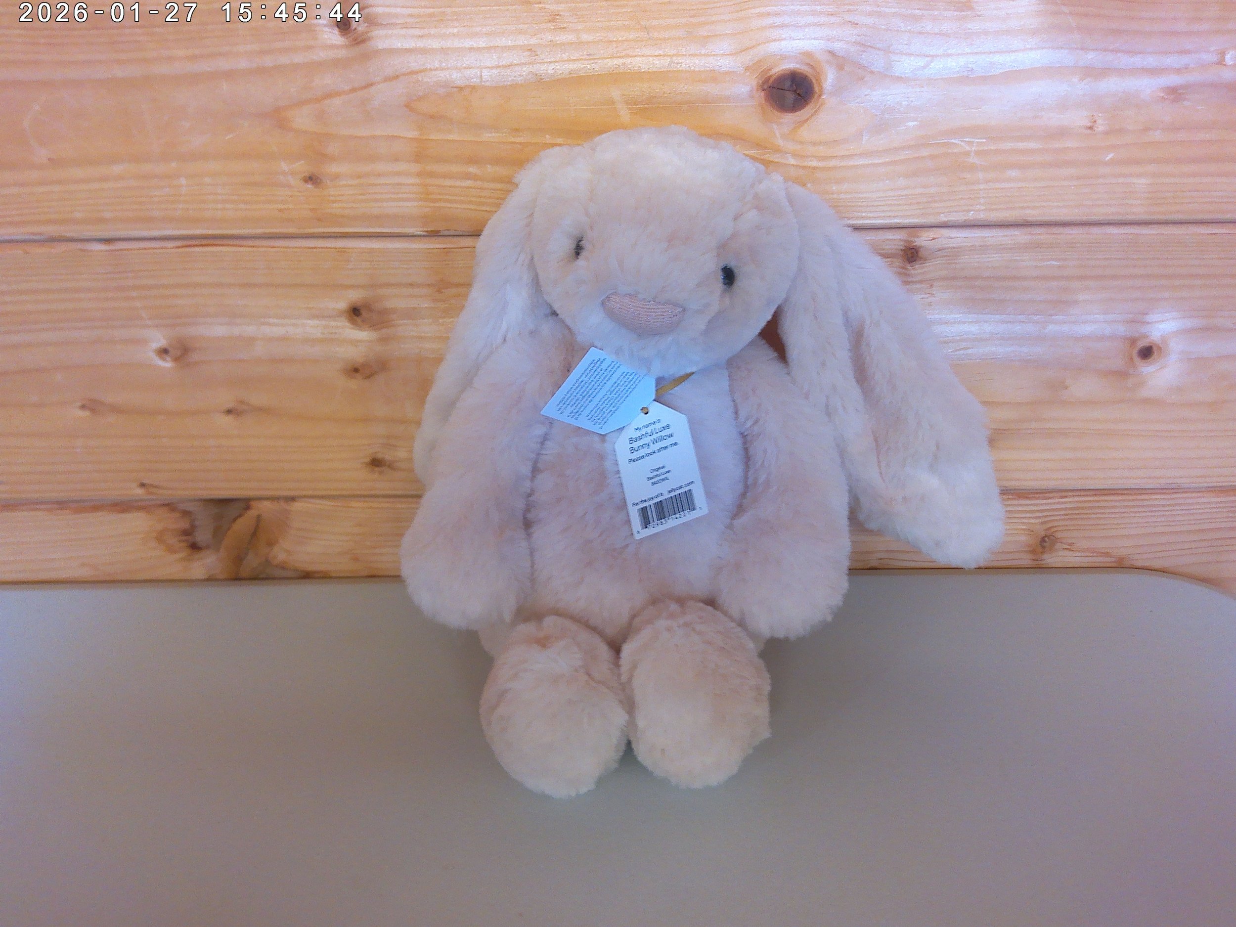 Willow - photo 4.jpg