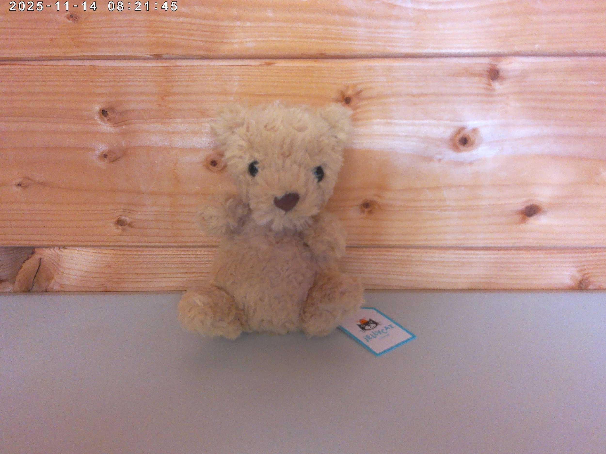 Yummy bear - photo 1.jpg