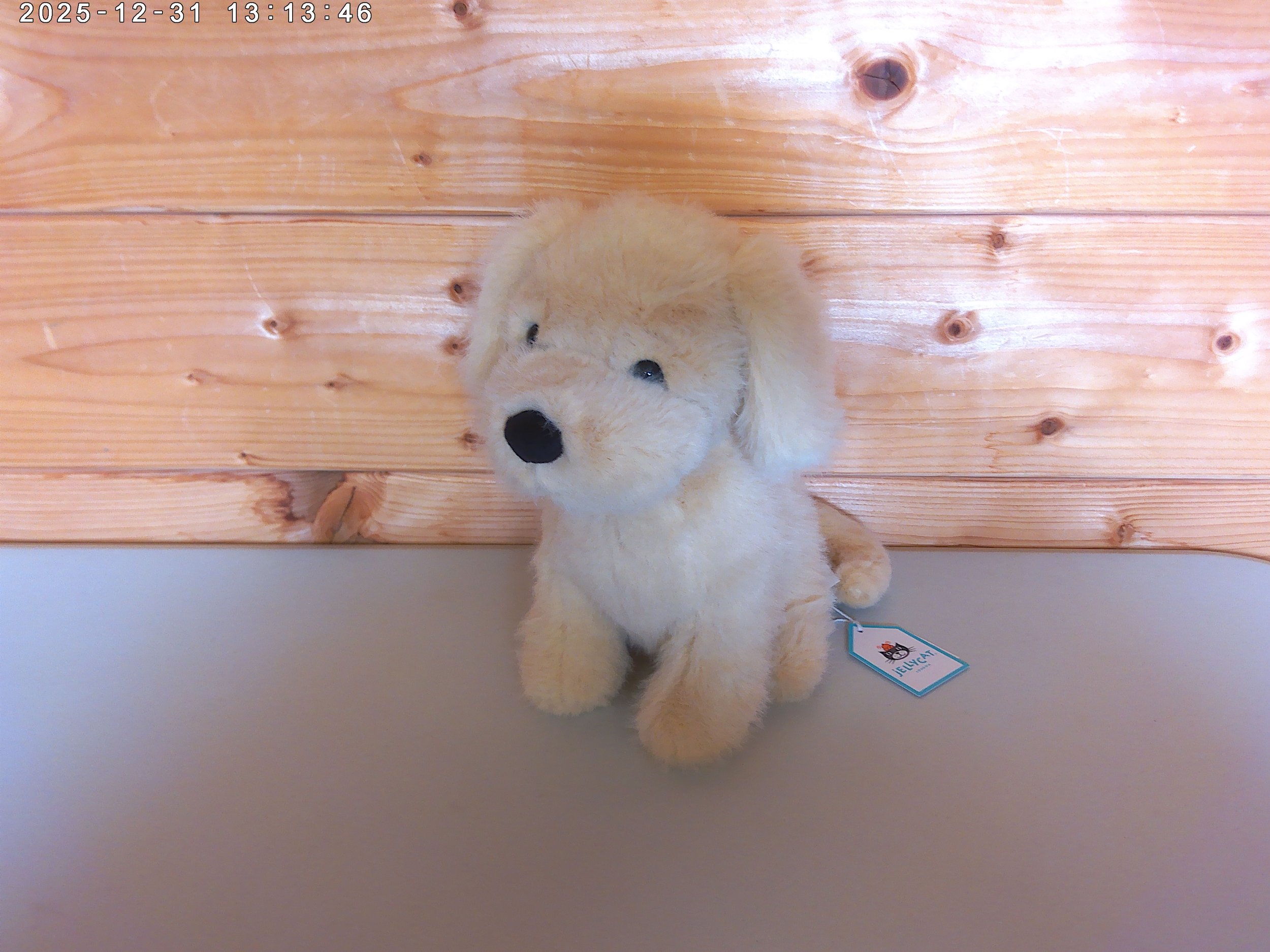 Golden puppy - photo 1.jpg