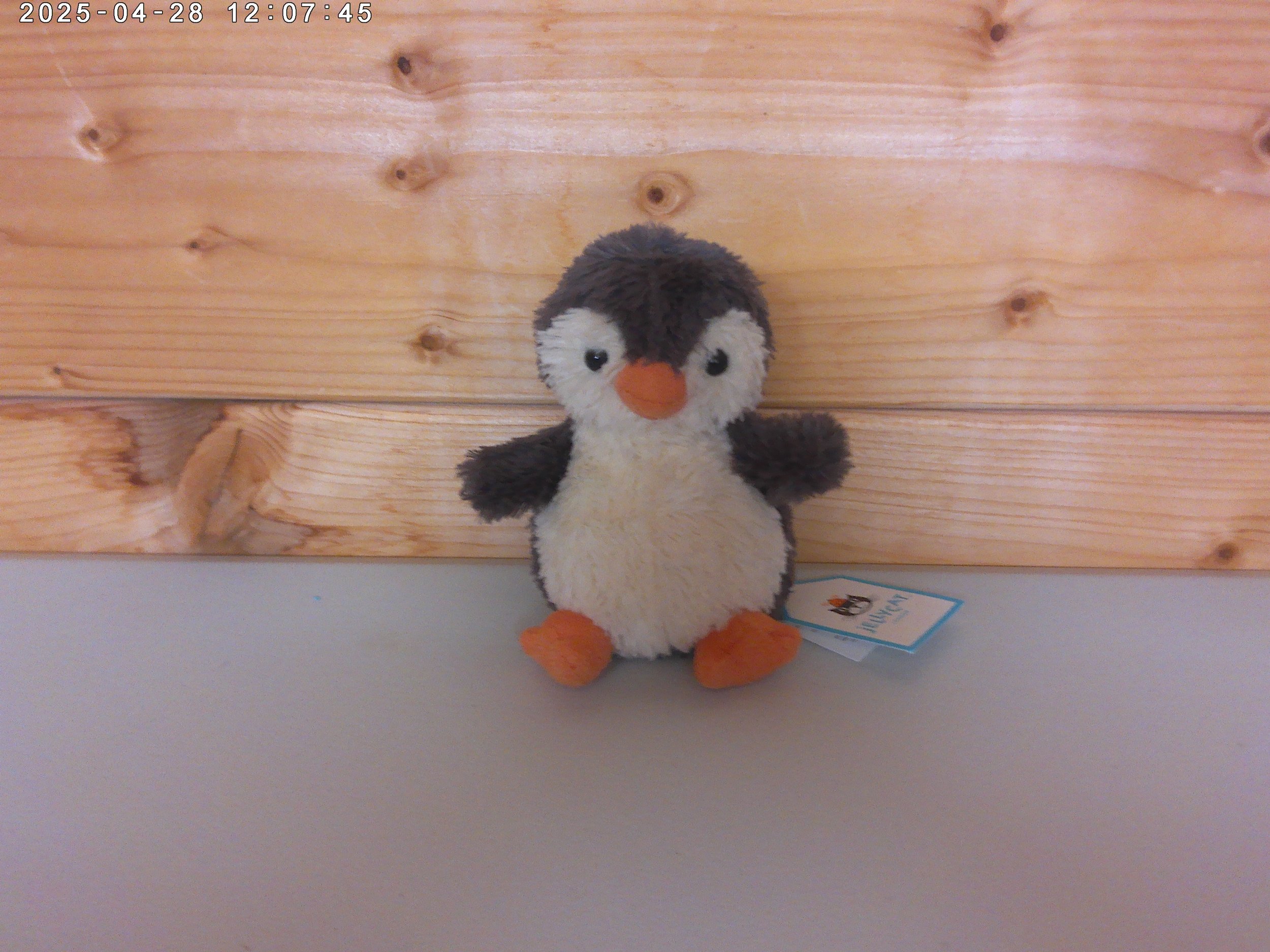 Jellycat Small Peanut Penguin  New