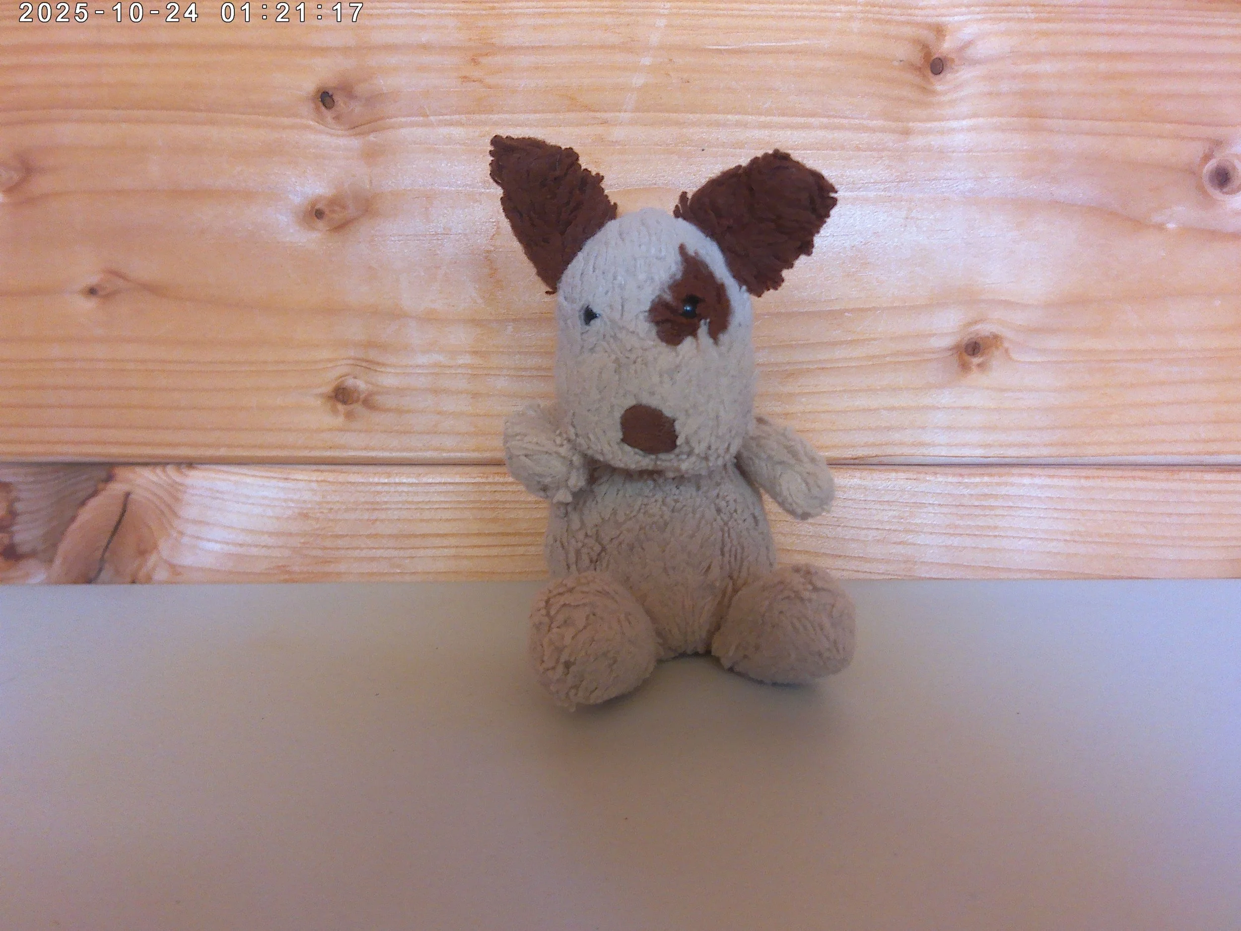Poppet pup - photo 4.jpg