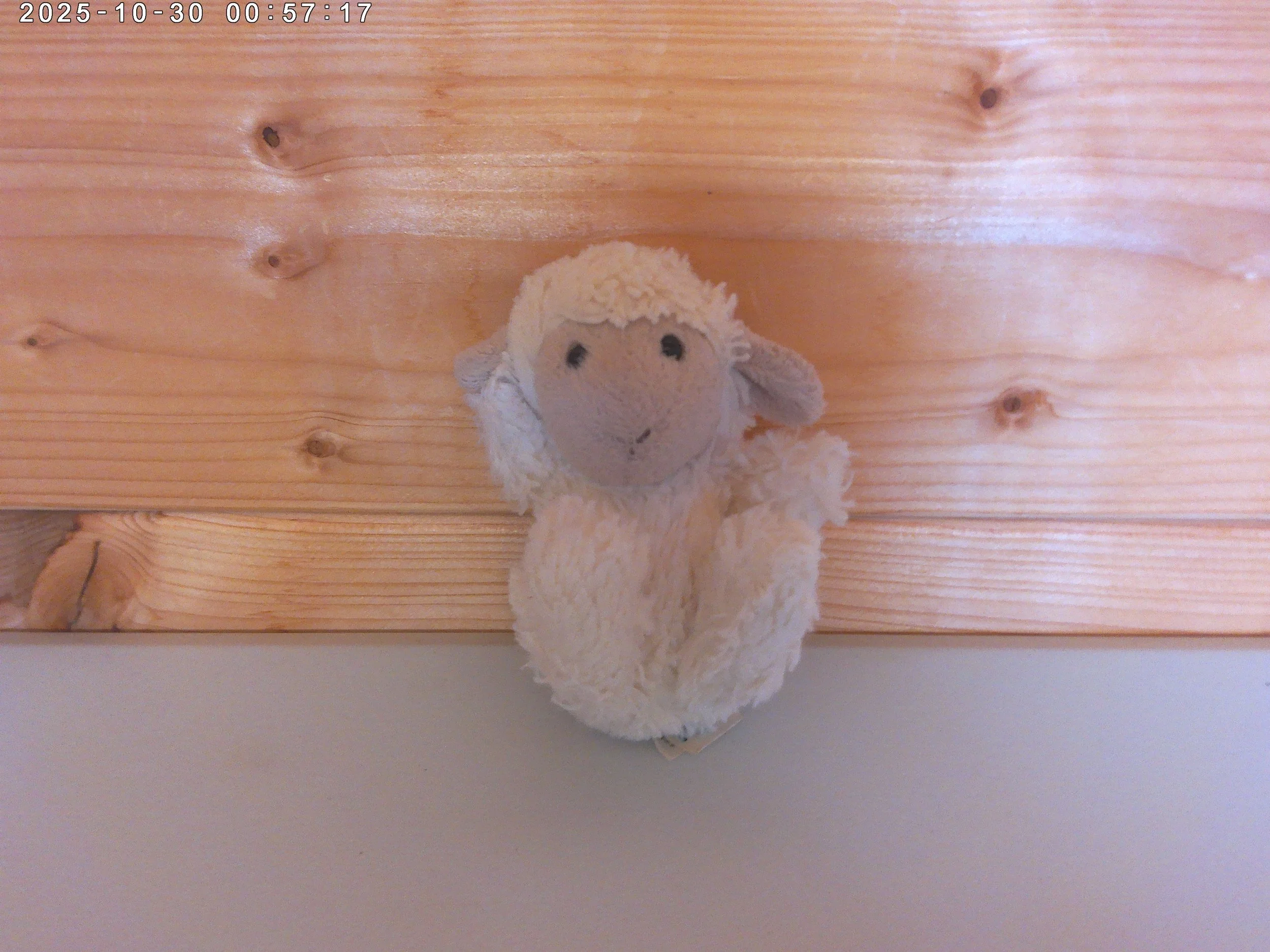 Poppet Lamb - photo 3.jpg