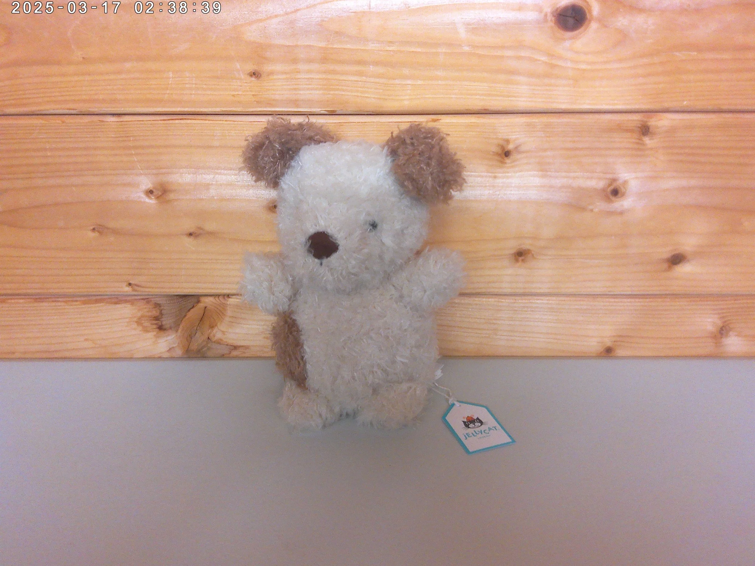 little pup - photo 1.jpg