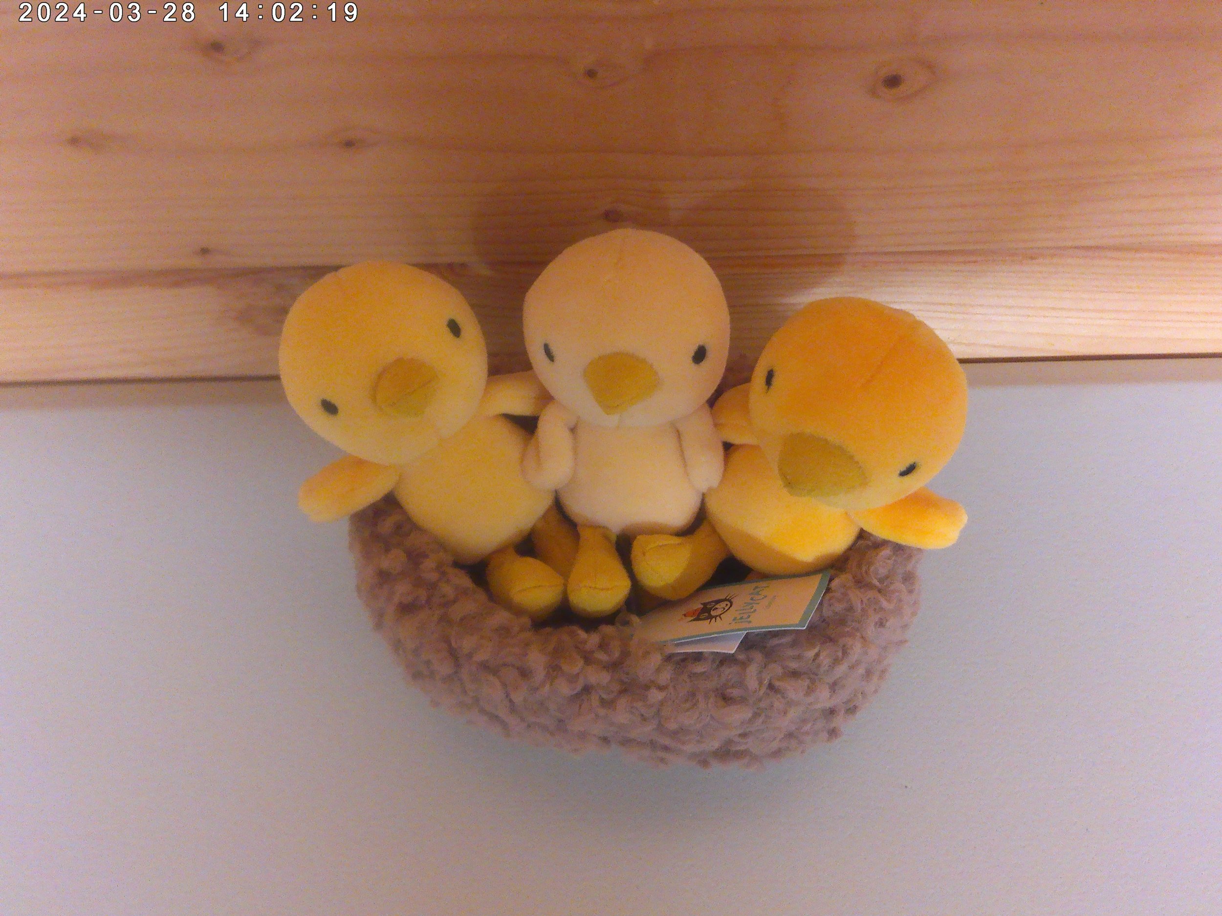 Chicks in nest - photo 2.jpg