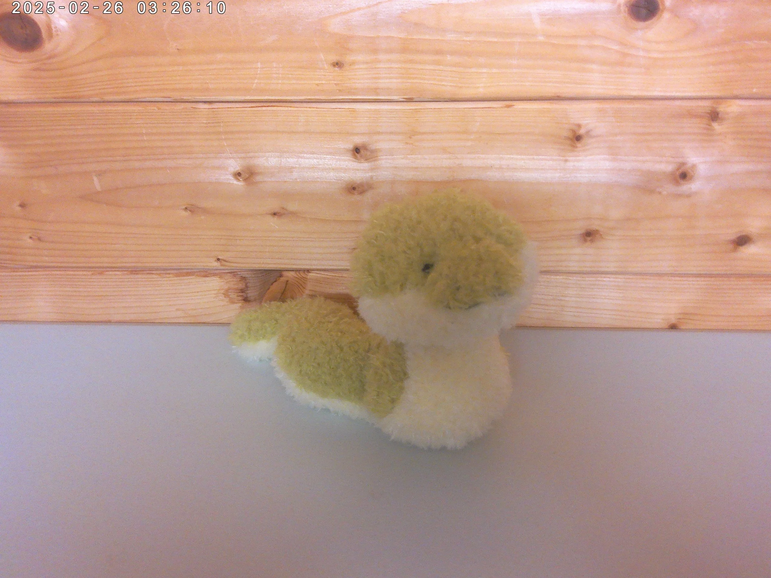 snake - photo 1.jpg