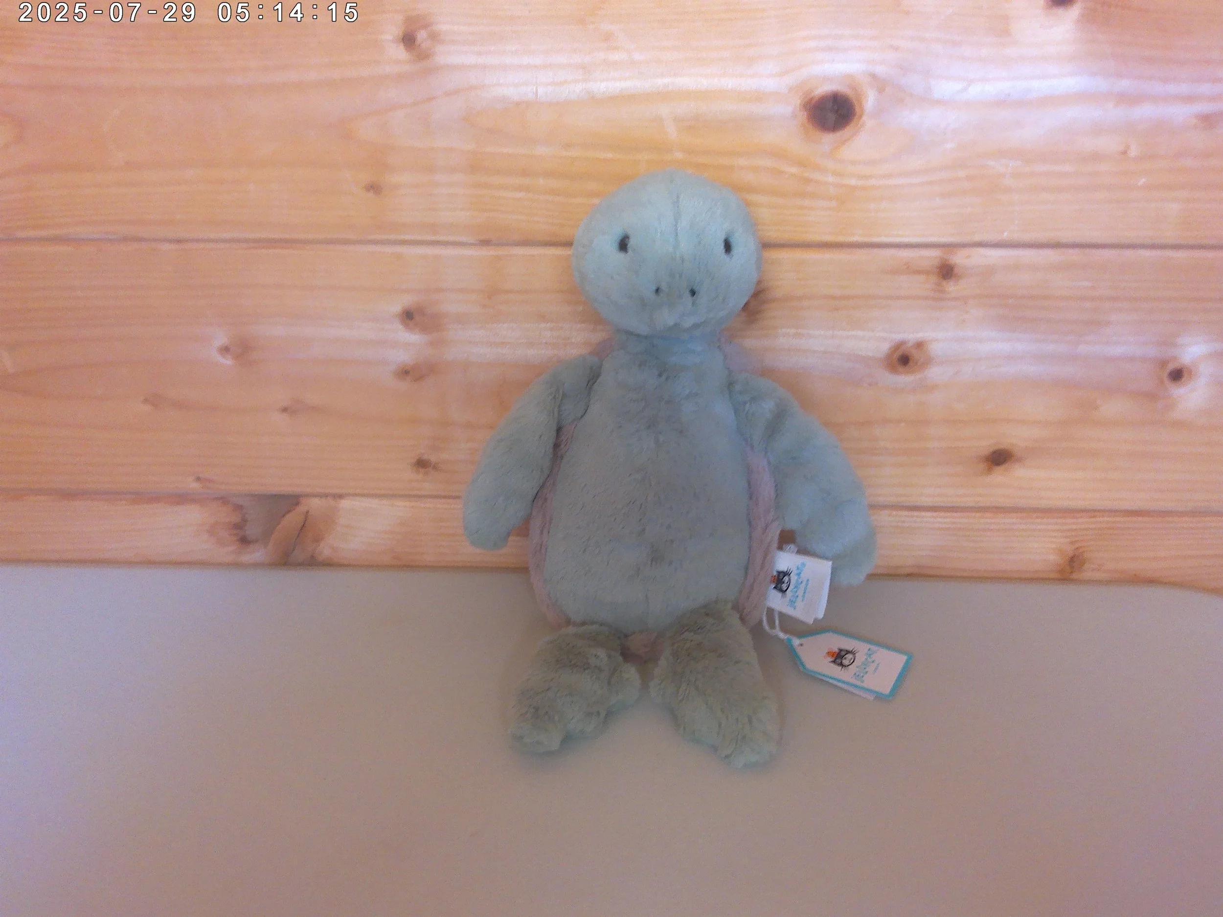 Bashful turtle - photo 3.jpg