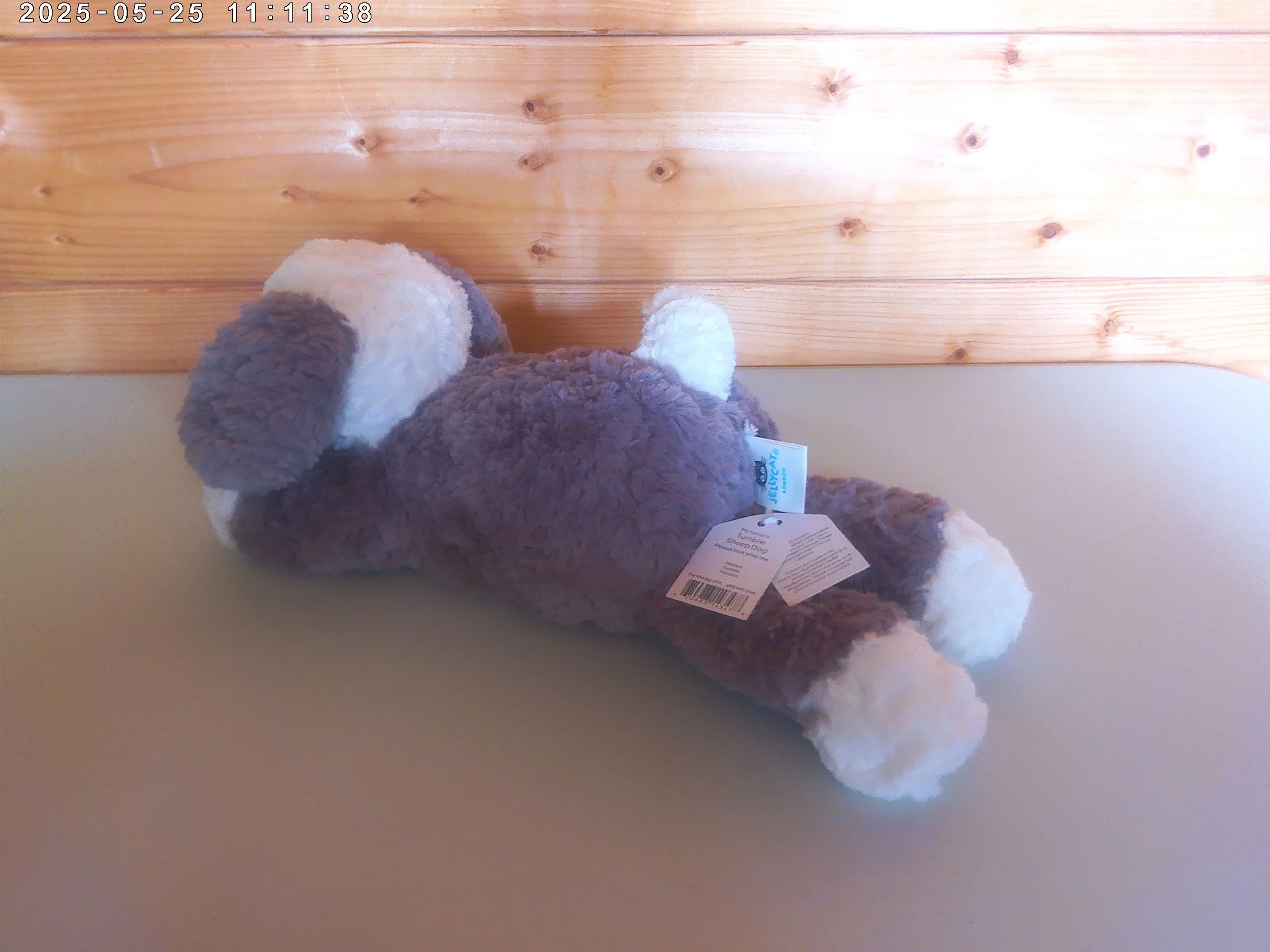 Tumblei sheep dog - photo 2.jpg