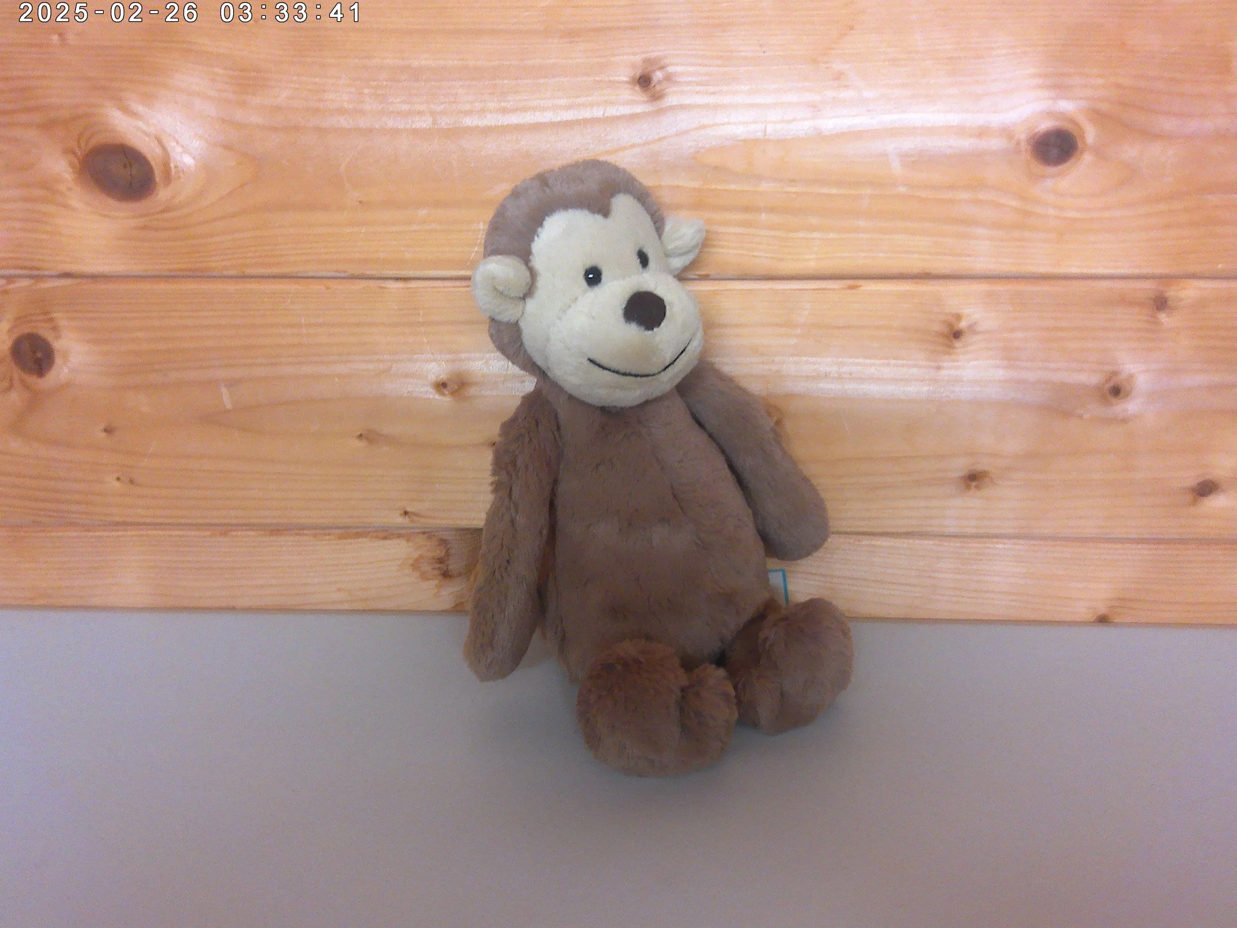 Bashful monkey - photo 3.jpg