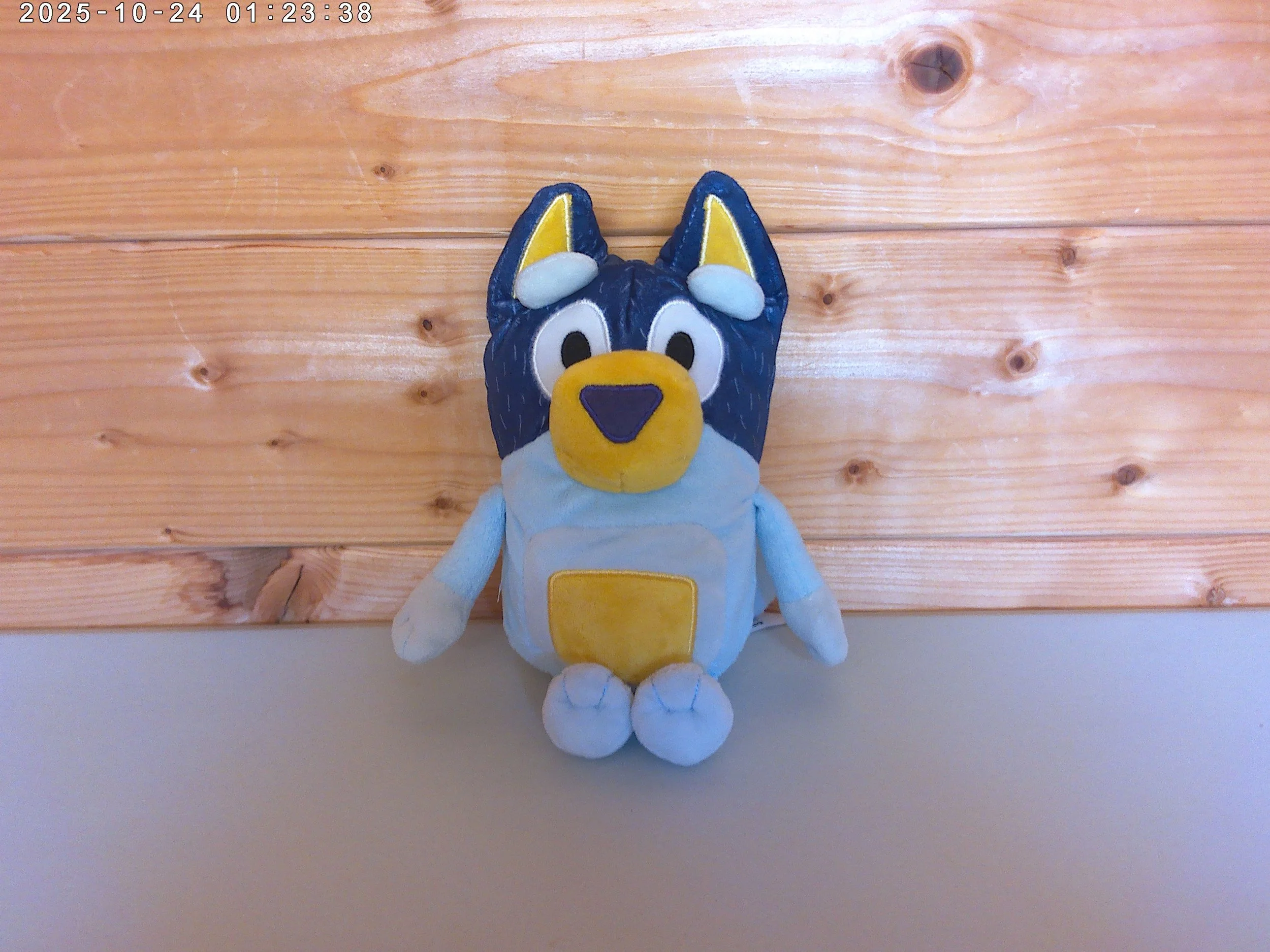 Bluey bandit - photo 1.jpg
