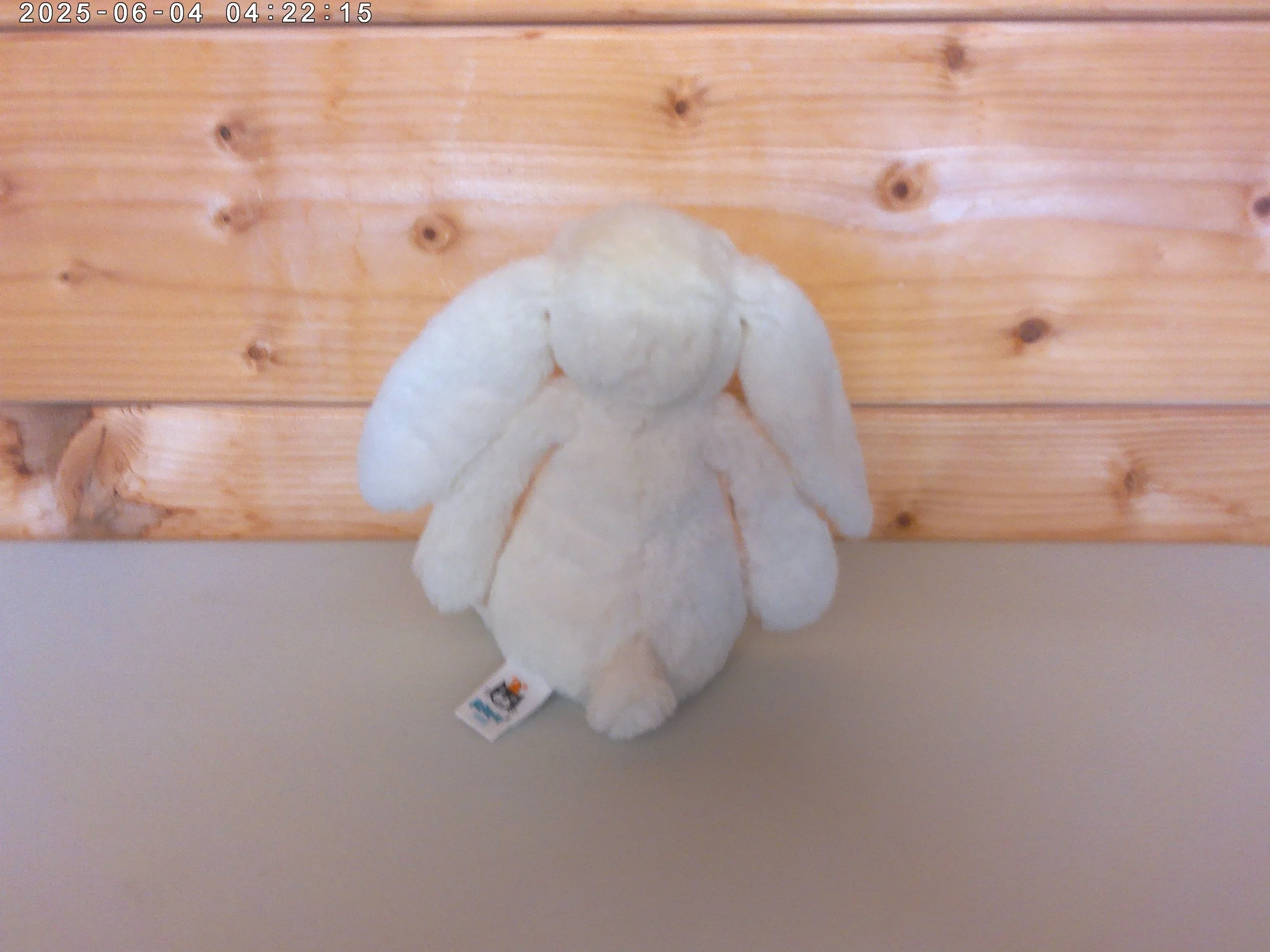 Twinkle bunny - photo 2.jpg