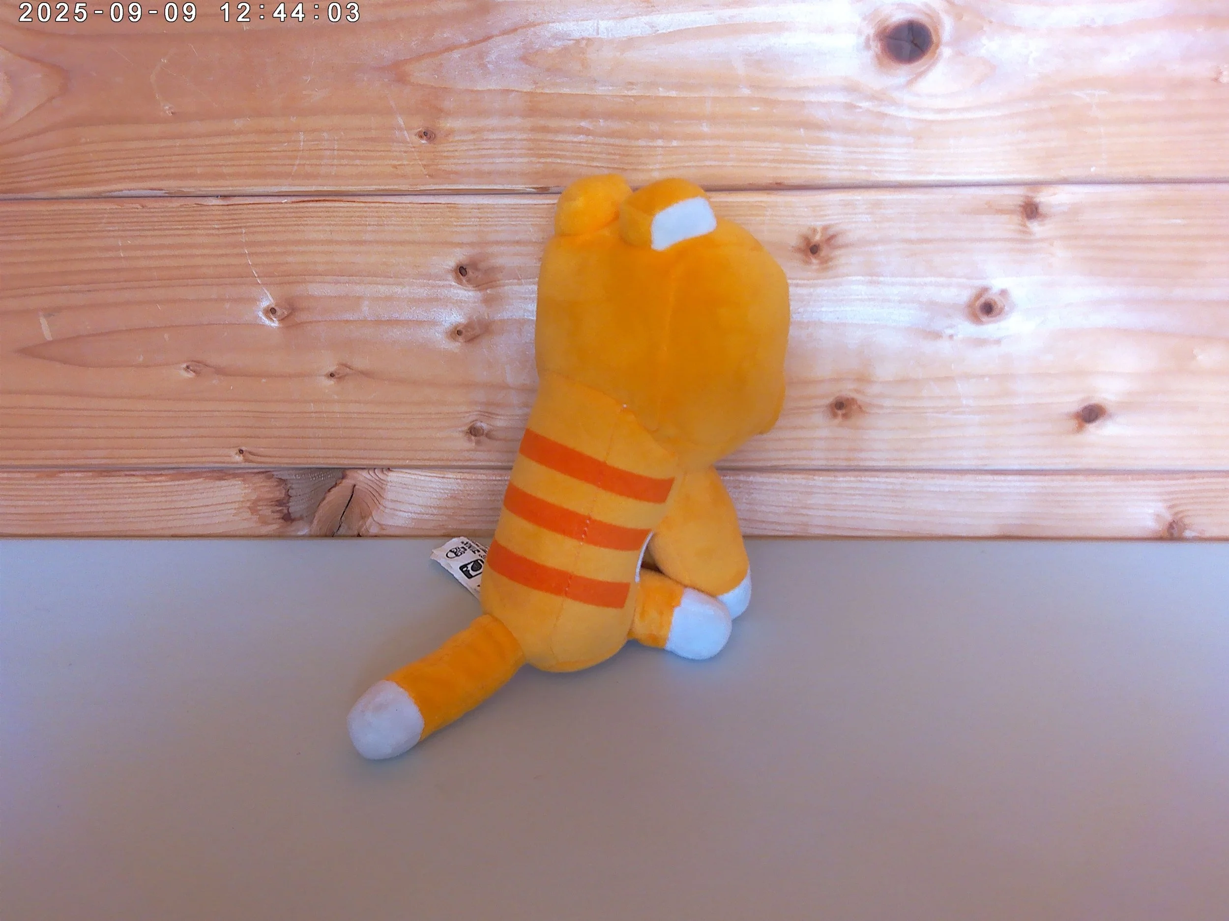 Tabby cat - photo 2.jpg