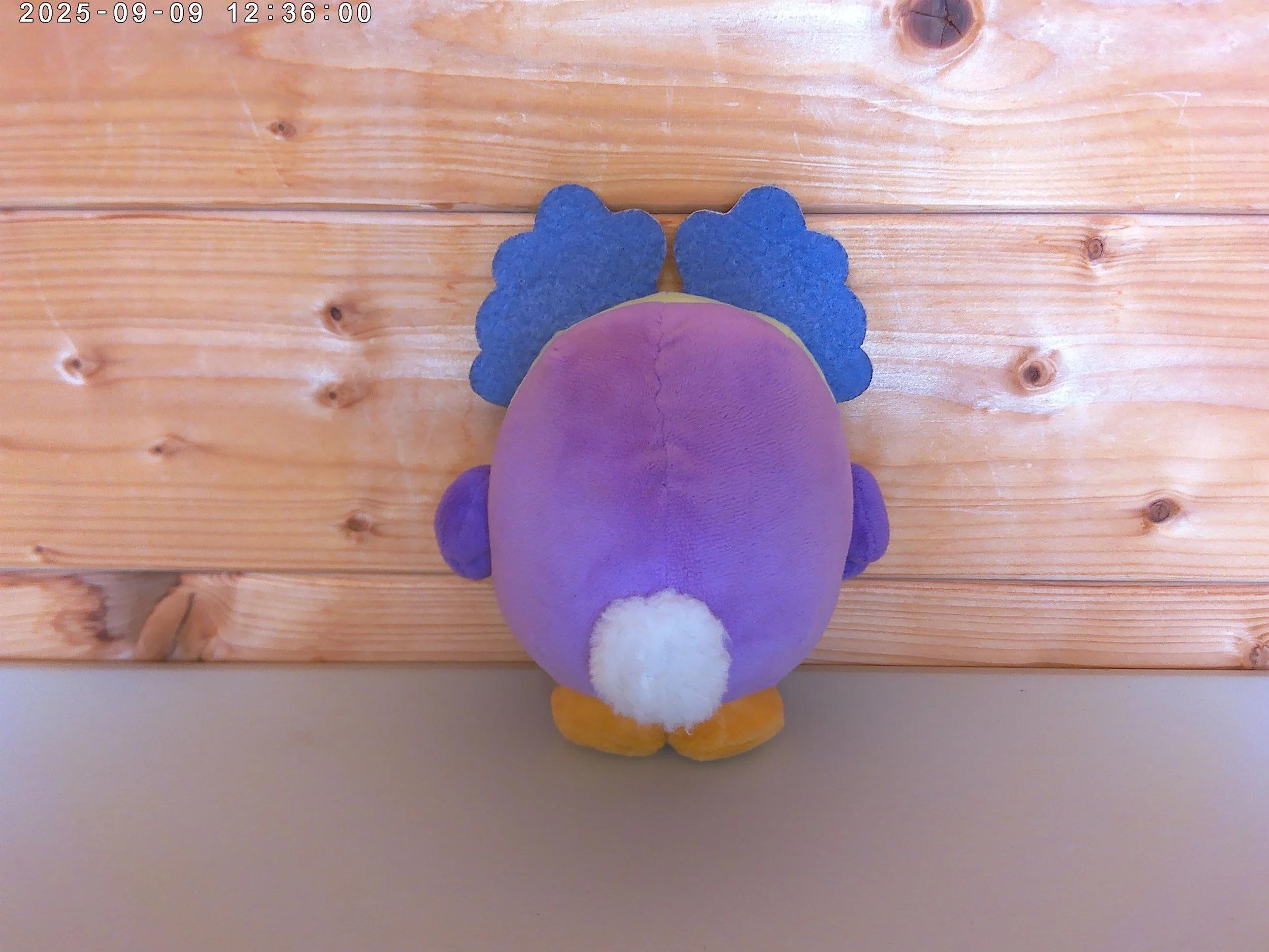 Chattermax bird - photo 2.jpg