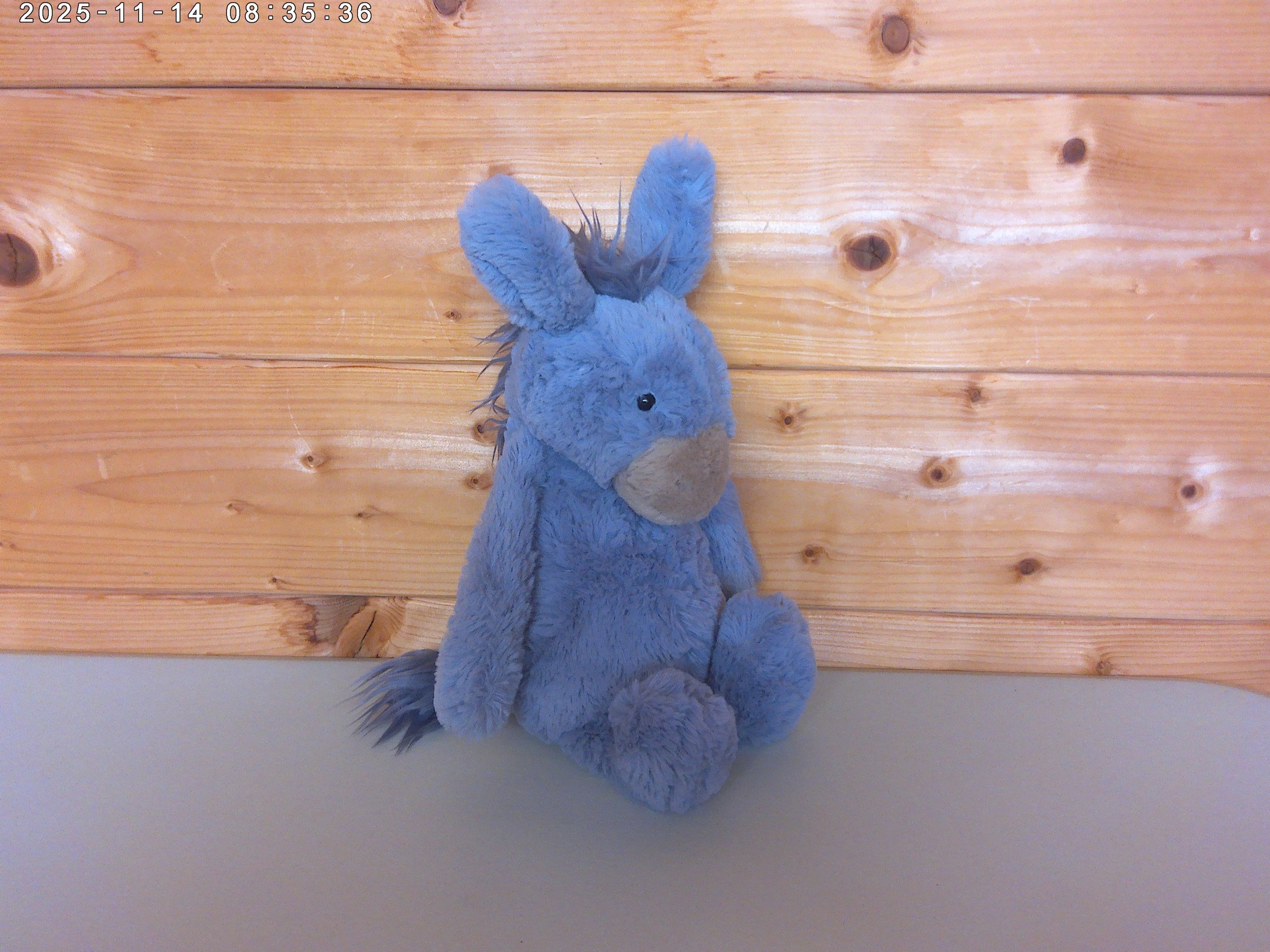 Donkey - photo 3.jpg