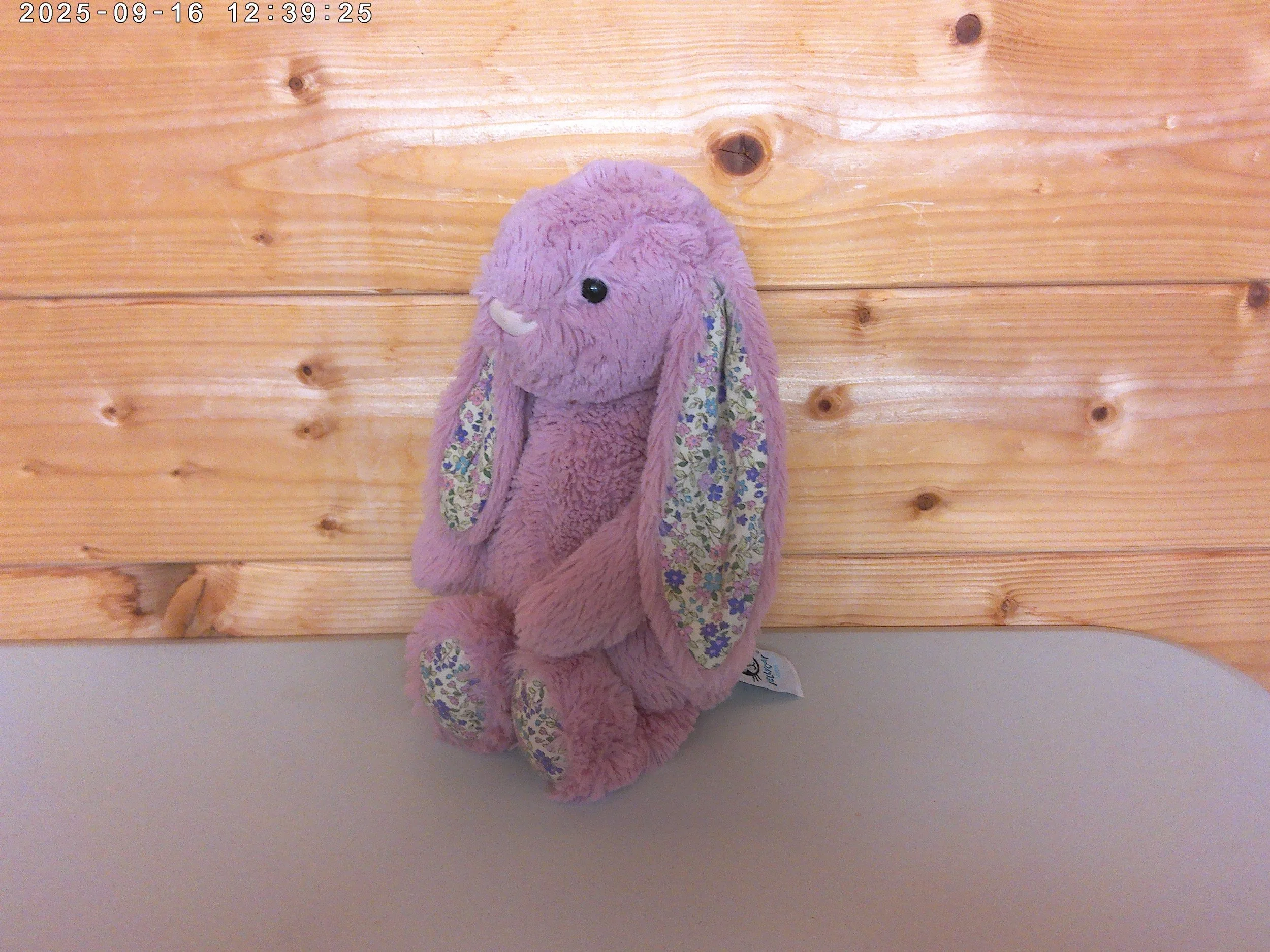 Bashful medium tulip bunny - photo 4.jpg