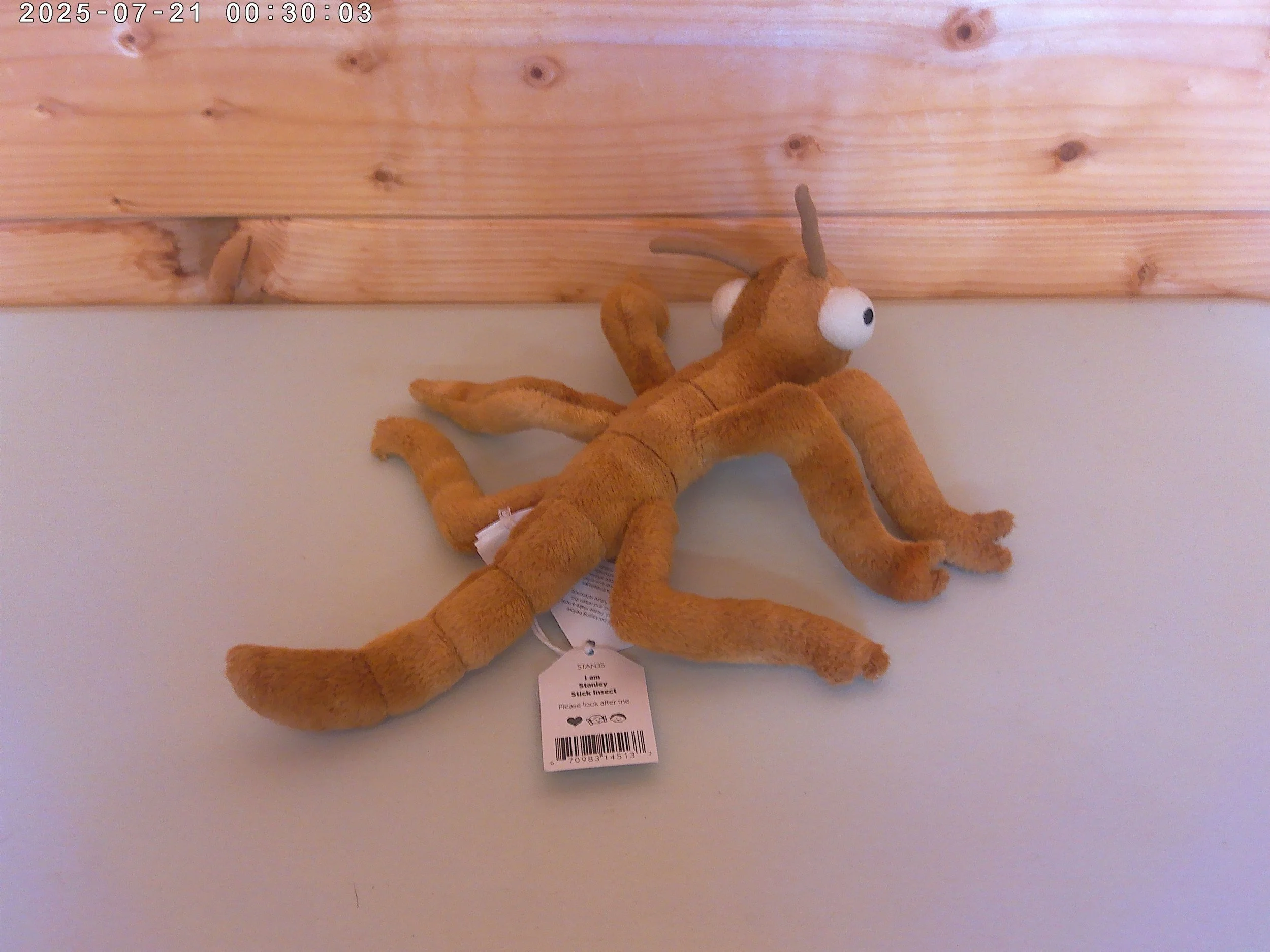 Stanley Stick insect - photo 2.jpg