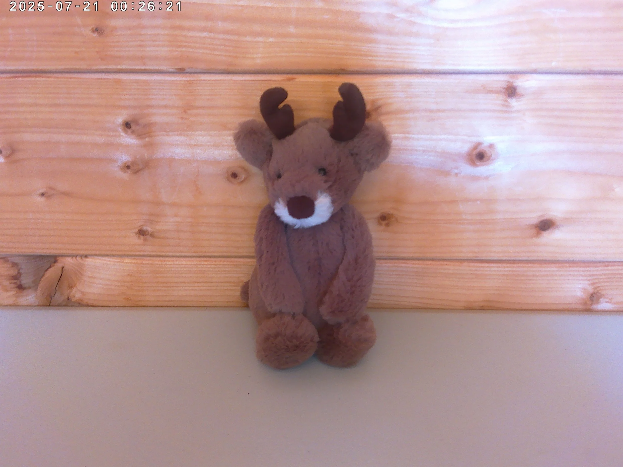 Bashful Reindeer - photo 1.jpg