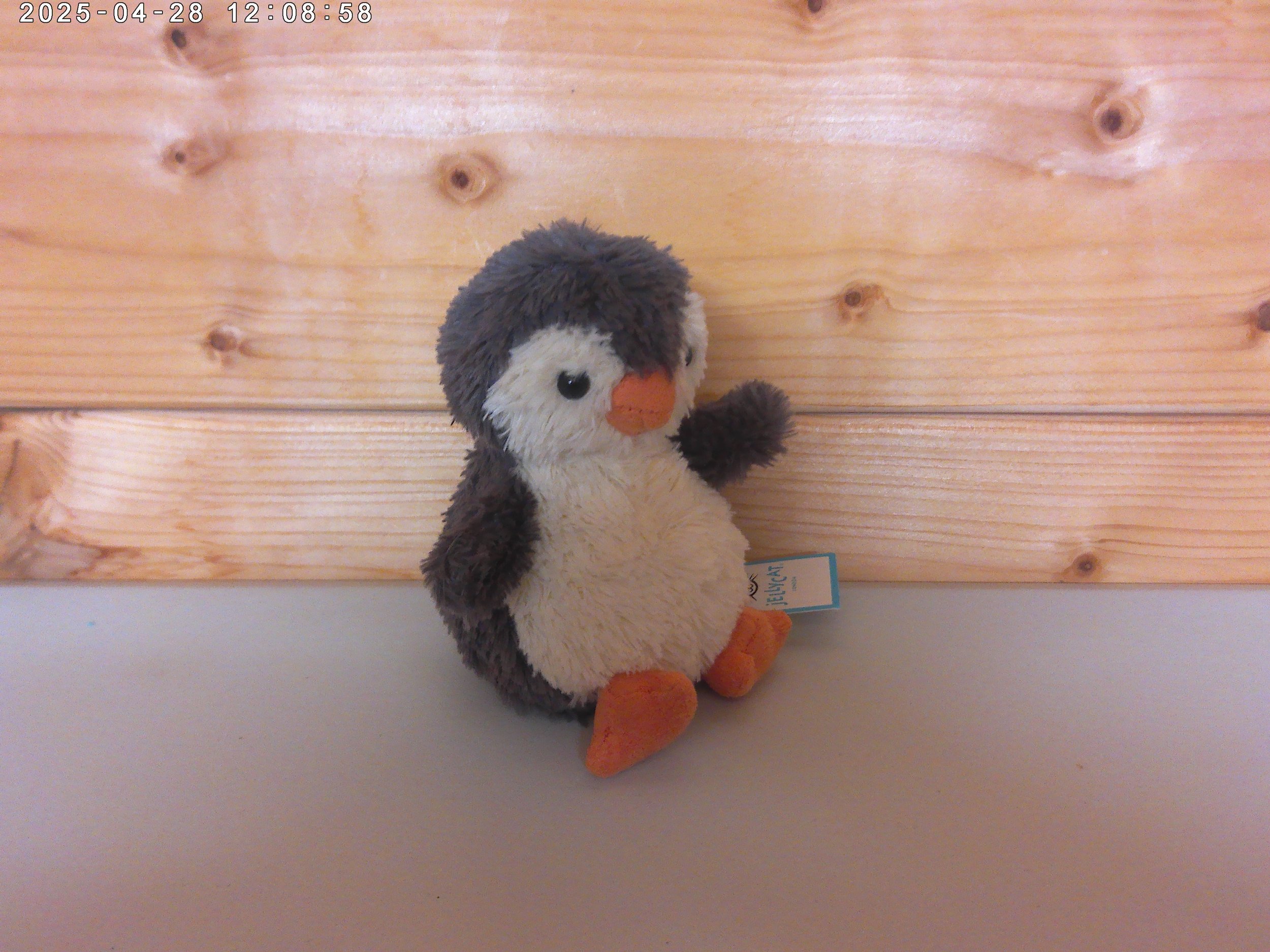 Peanut penguin photo 3.jpg
