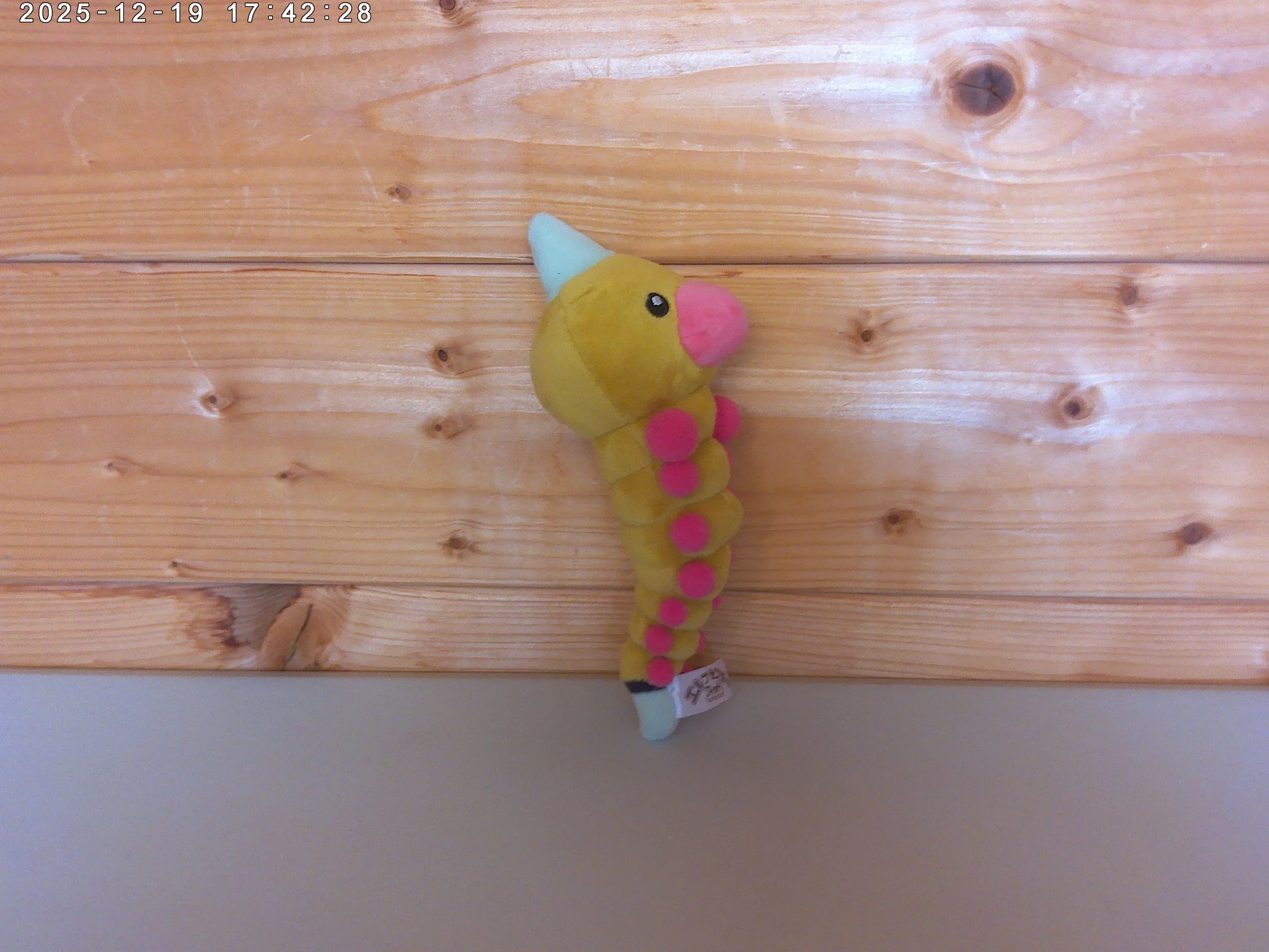 weedle photo 1.jpg
