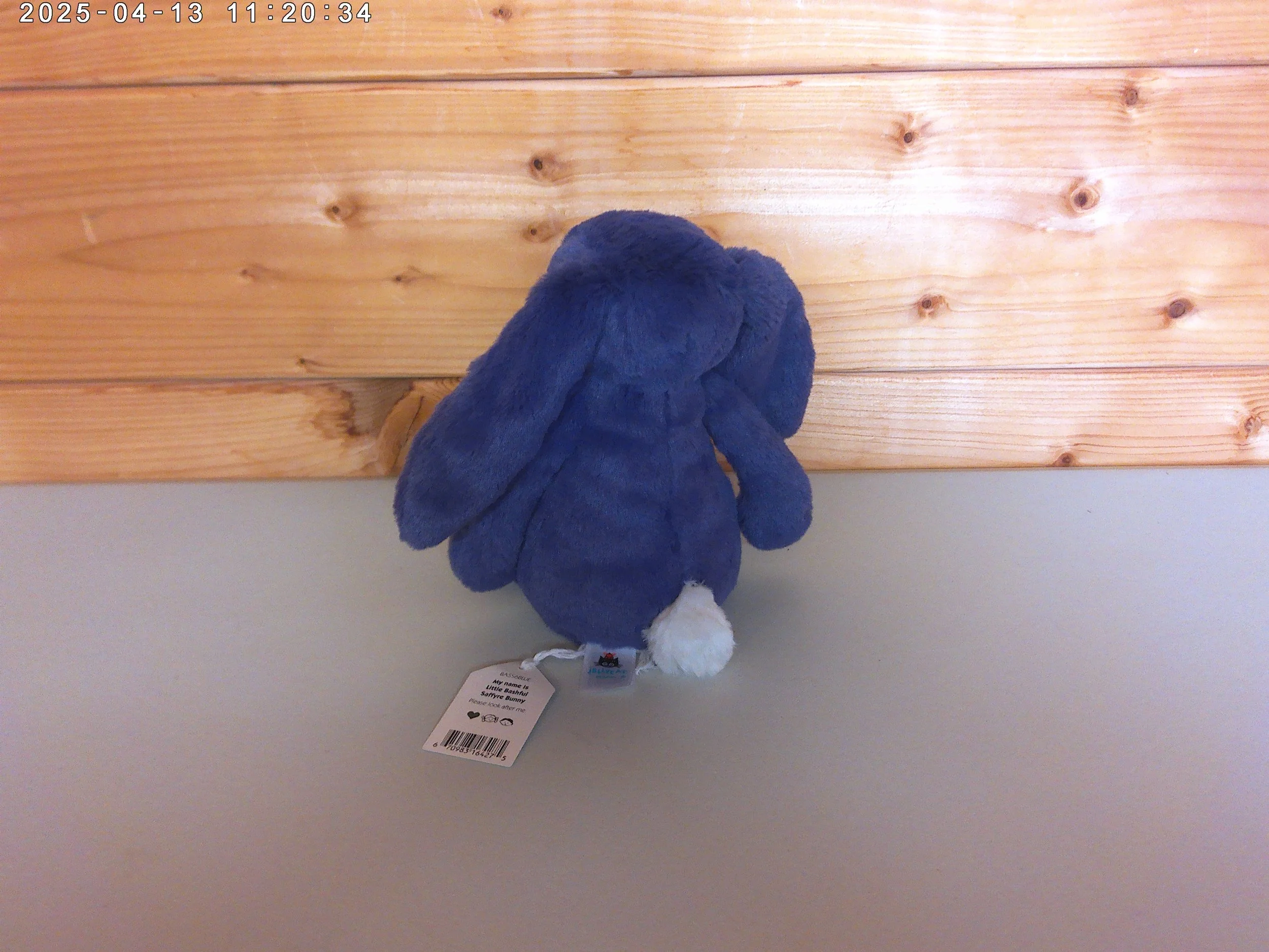 Saffyre bunny - photo 2.jpg