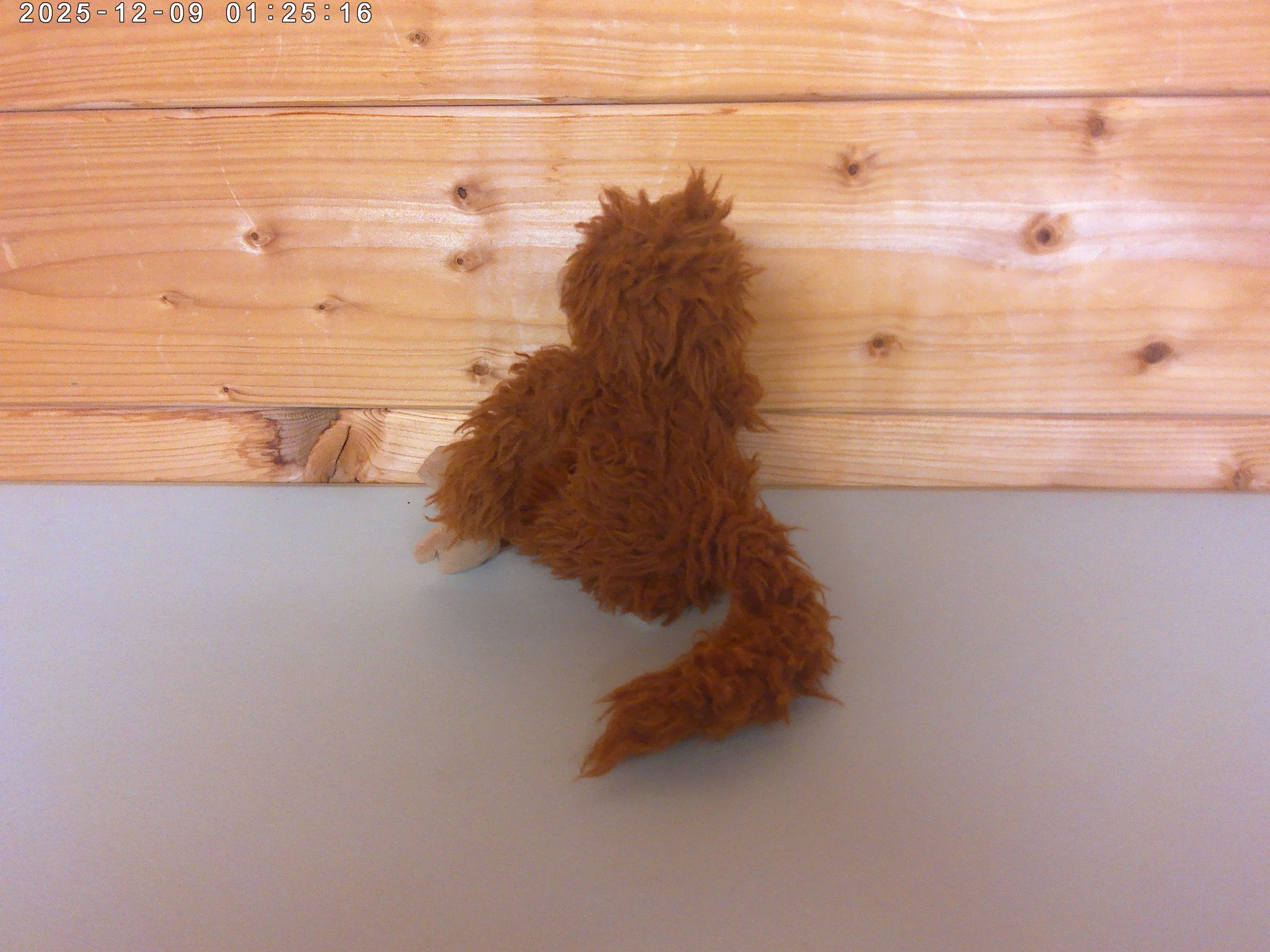 Bonbon - photo 2.jpg