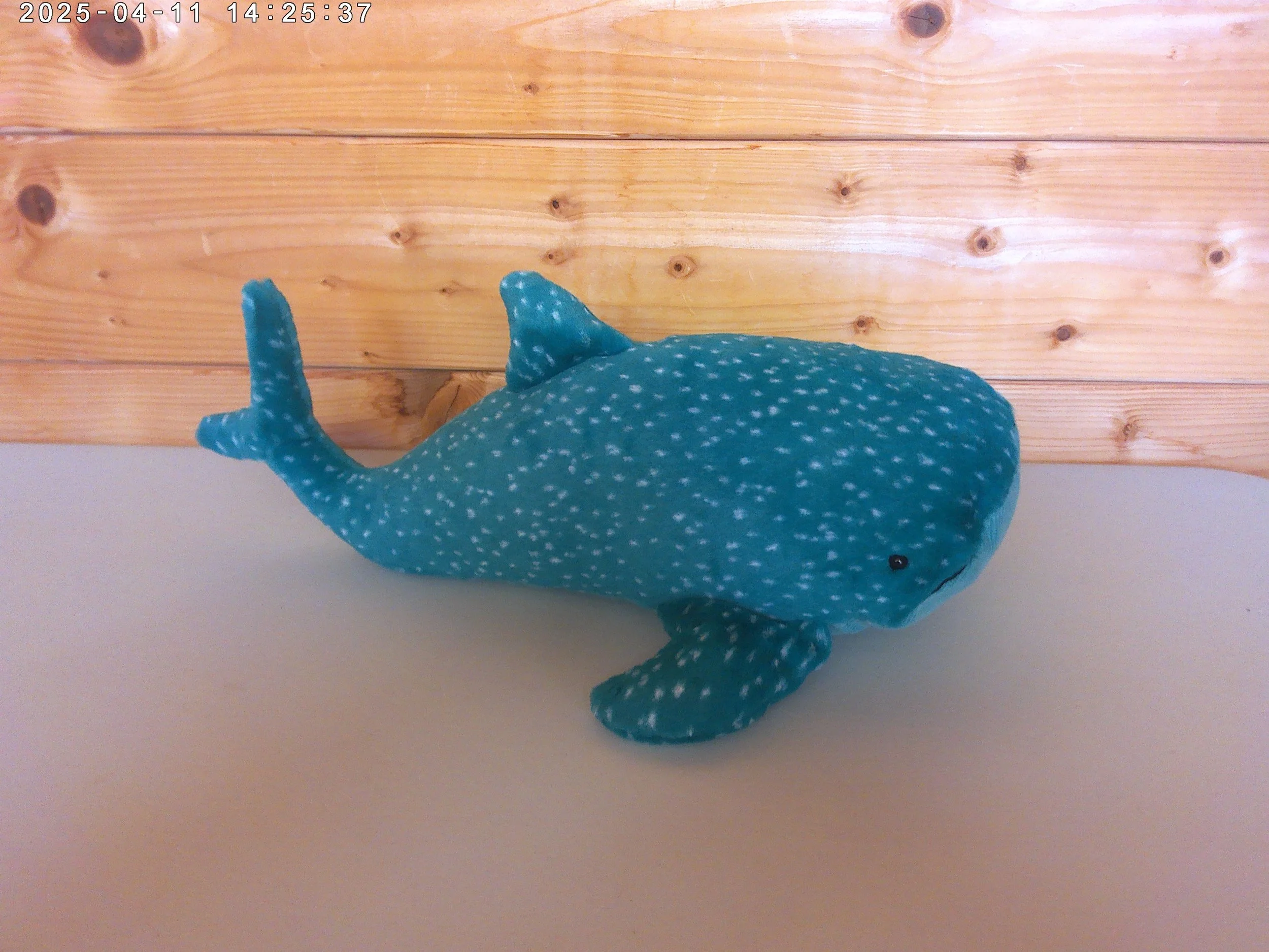 Gobfrey whale - photo 3.jpg