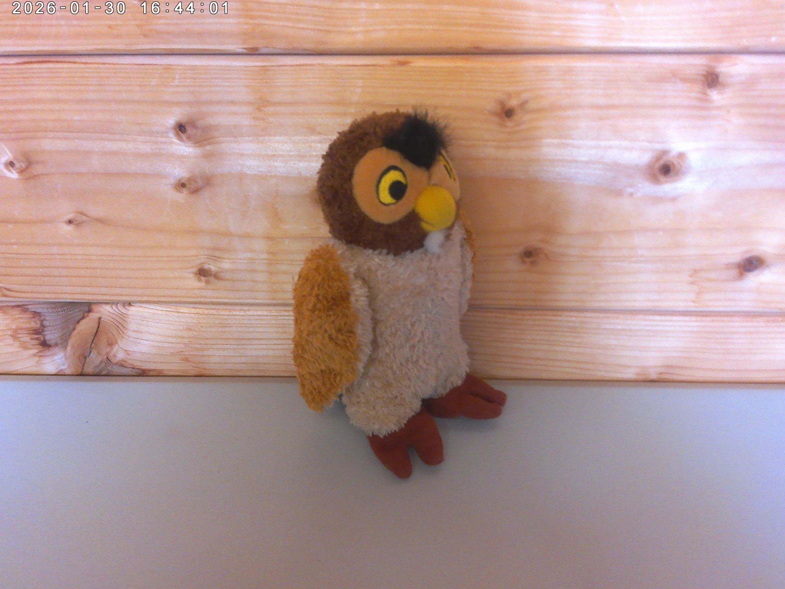 Owl - photo 3.jpg