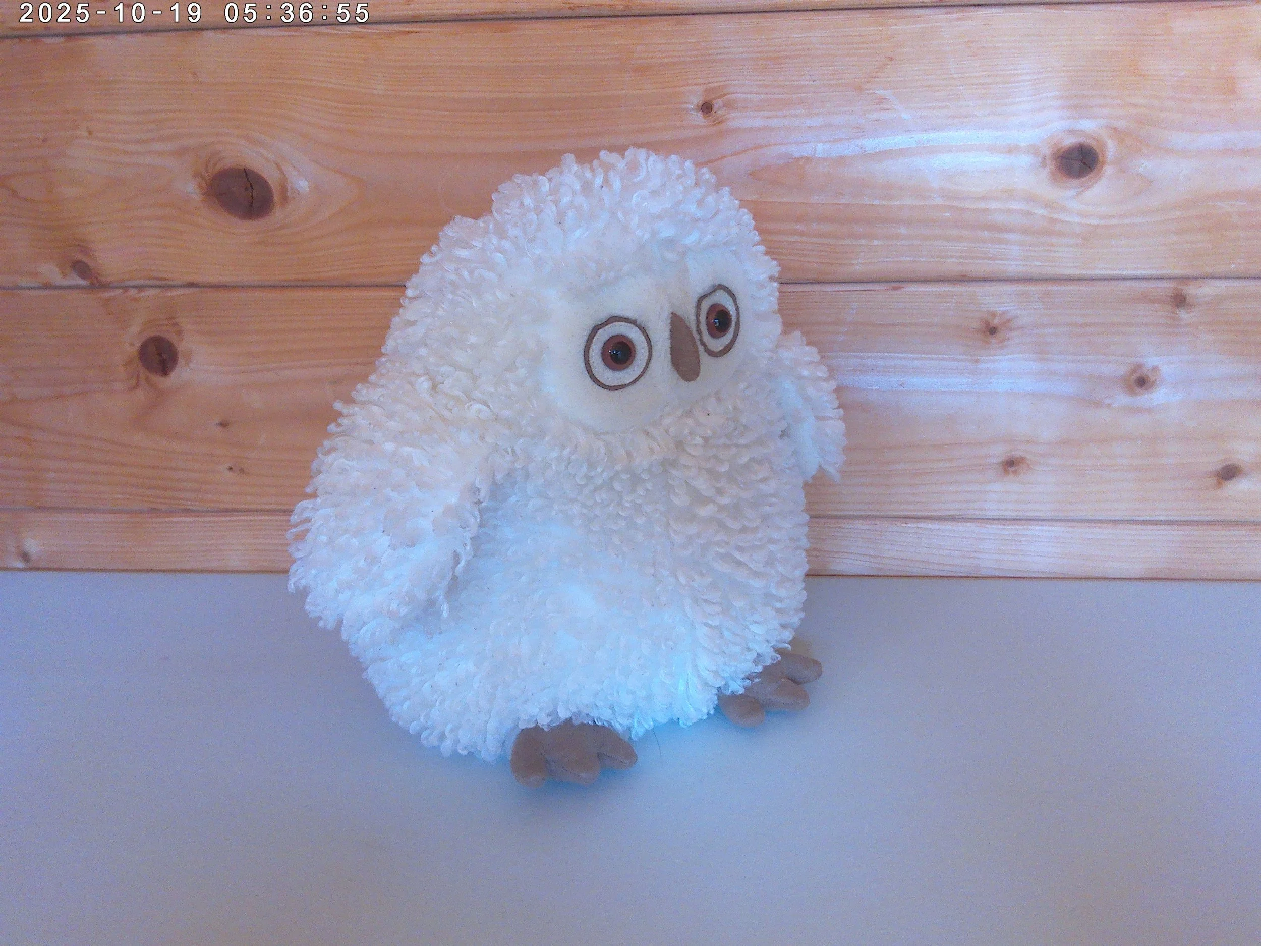 Apollo owl - photo 3.jpg