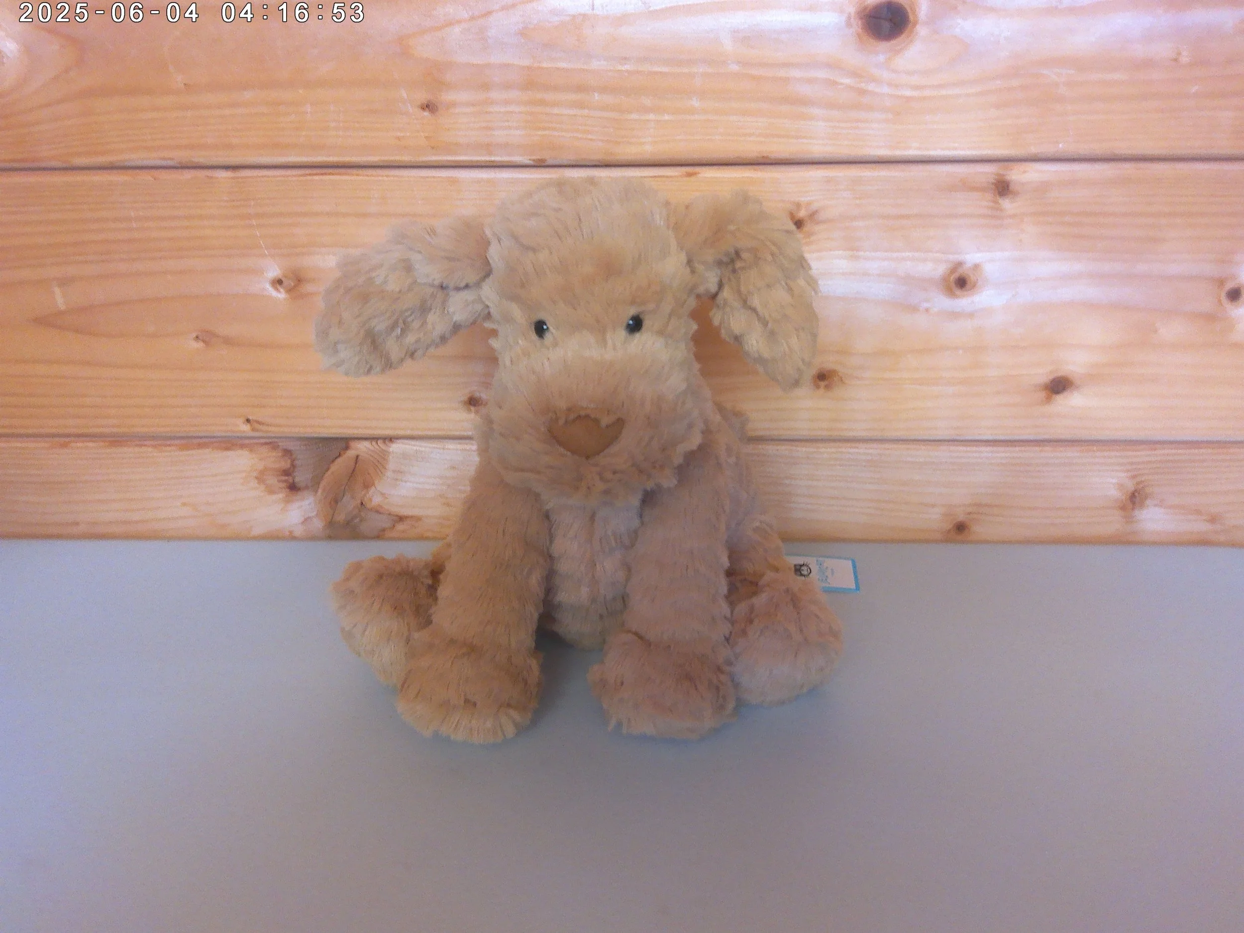 Fuddlewuddle puppy - photo 1.jpg