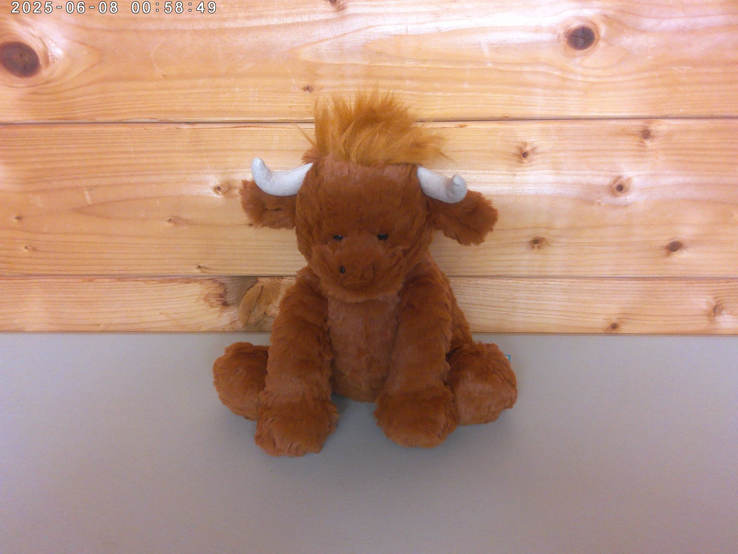 Highland cow - photo 1.jpg