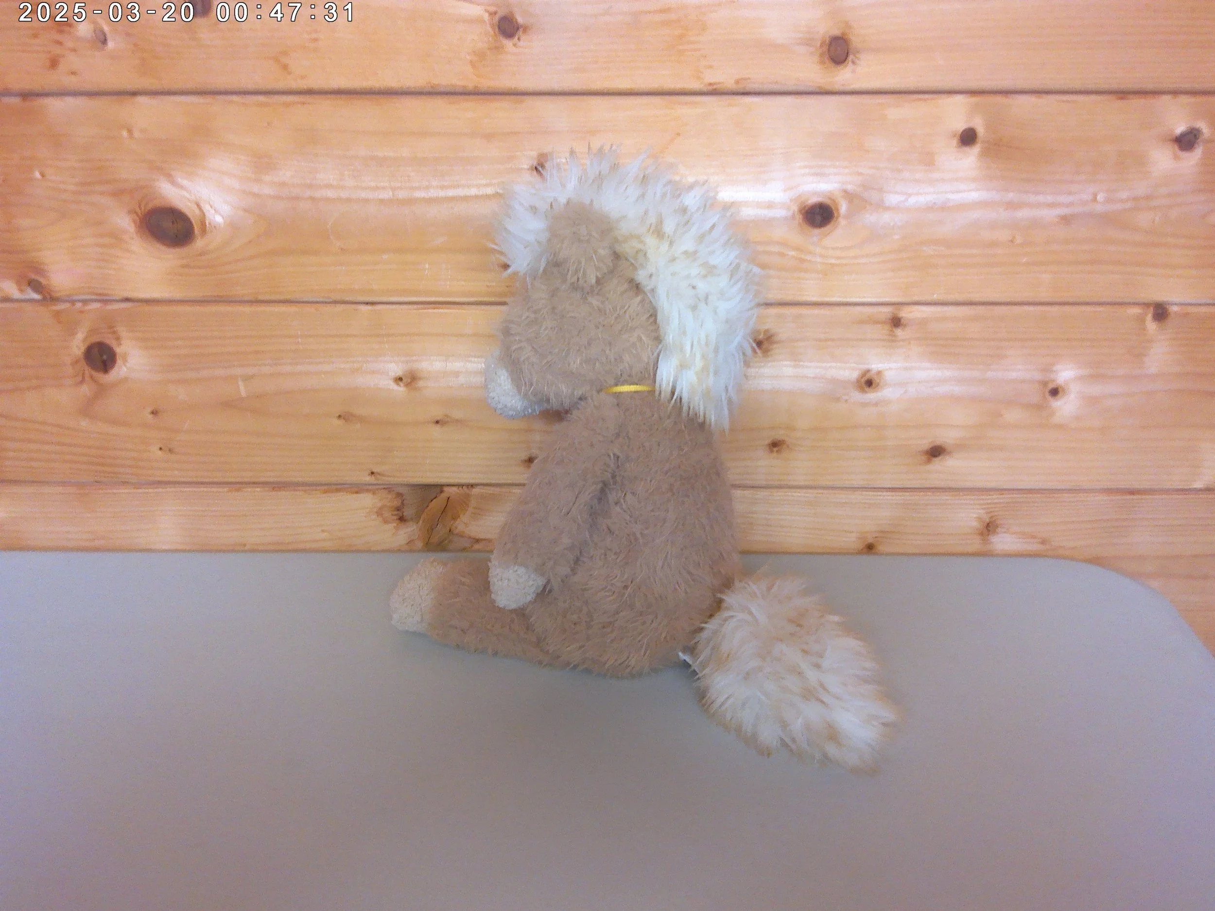 Pony - photo 3.jpg