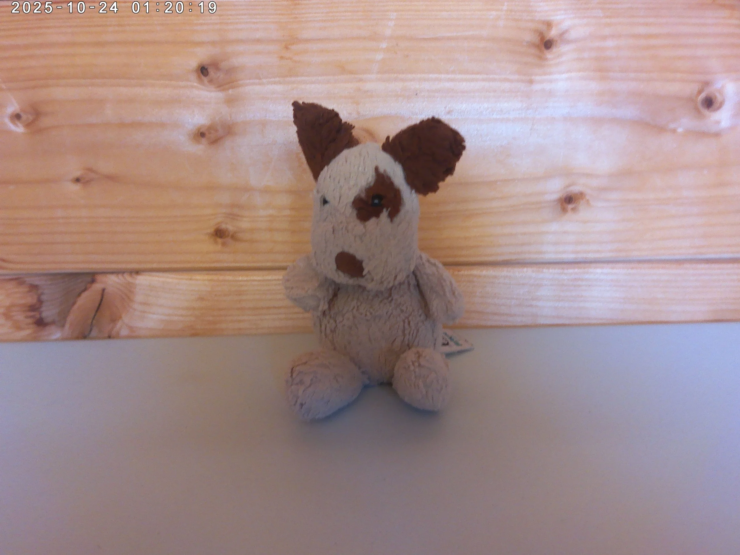 Poppet pup - photo 1.jpg