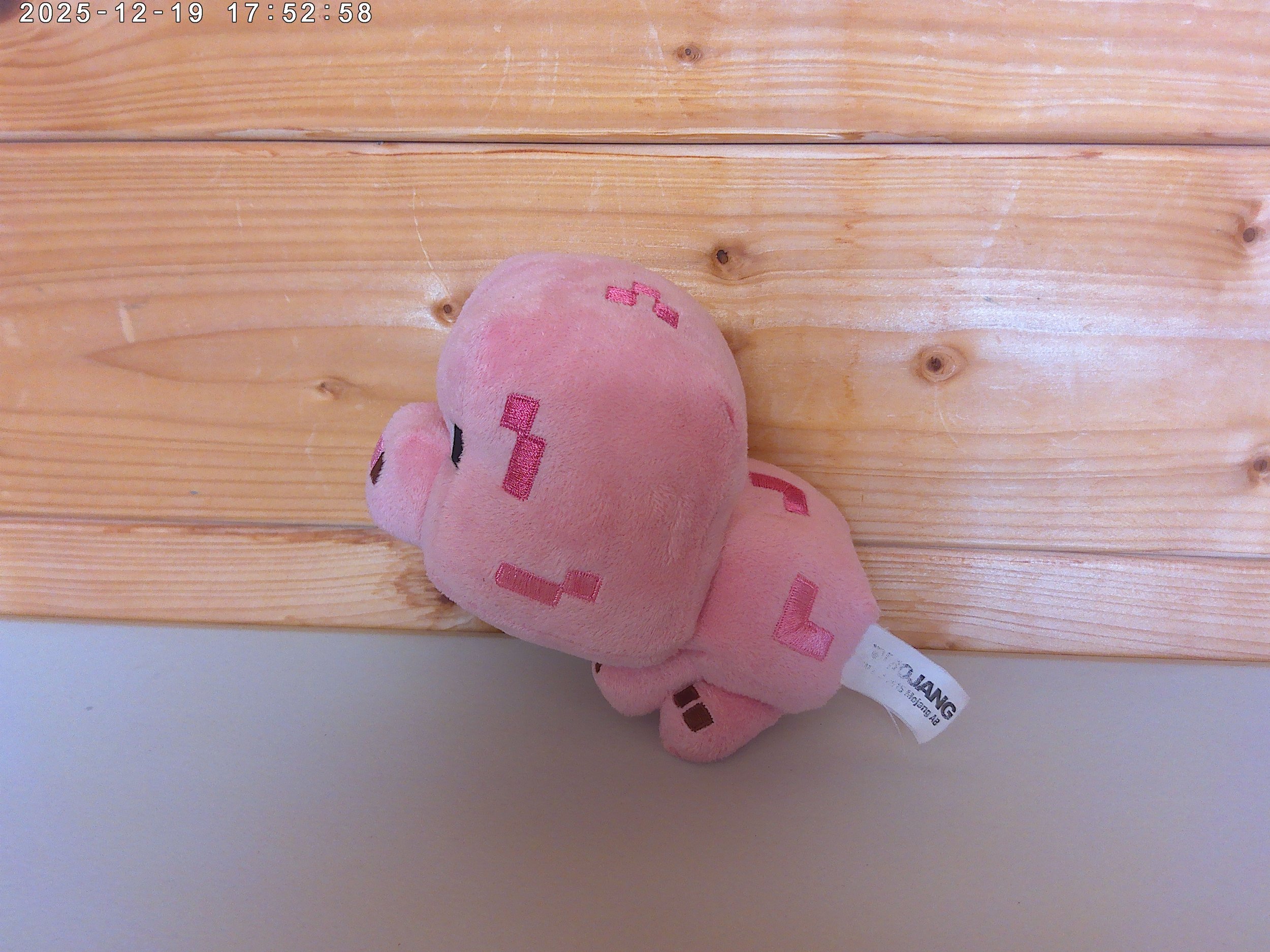 pig photo 1.jpg