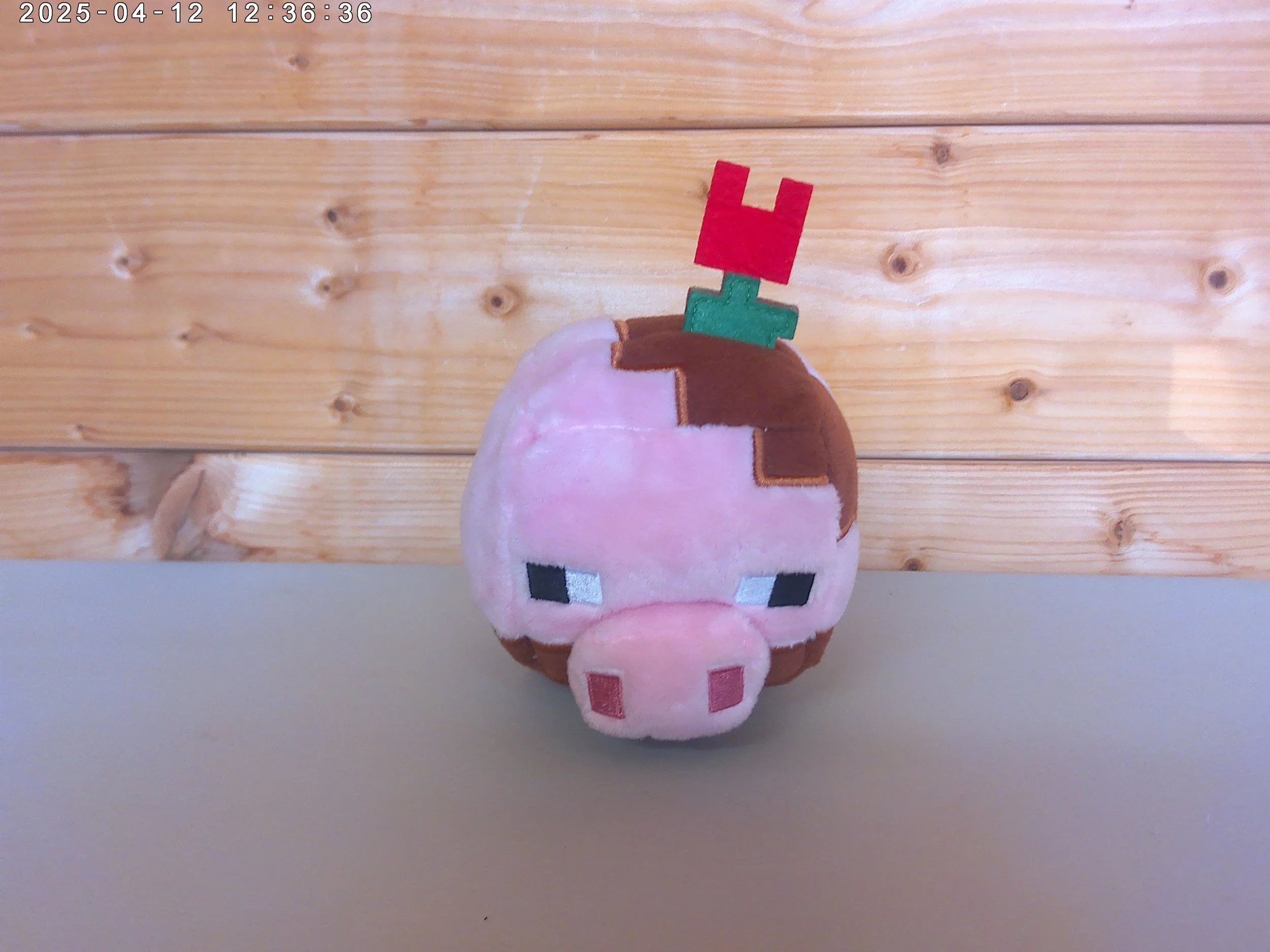 Muddy pig - photo 3.jpg