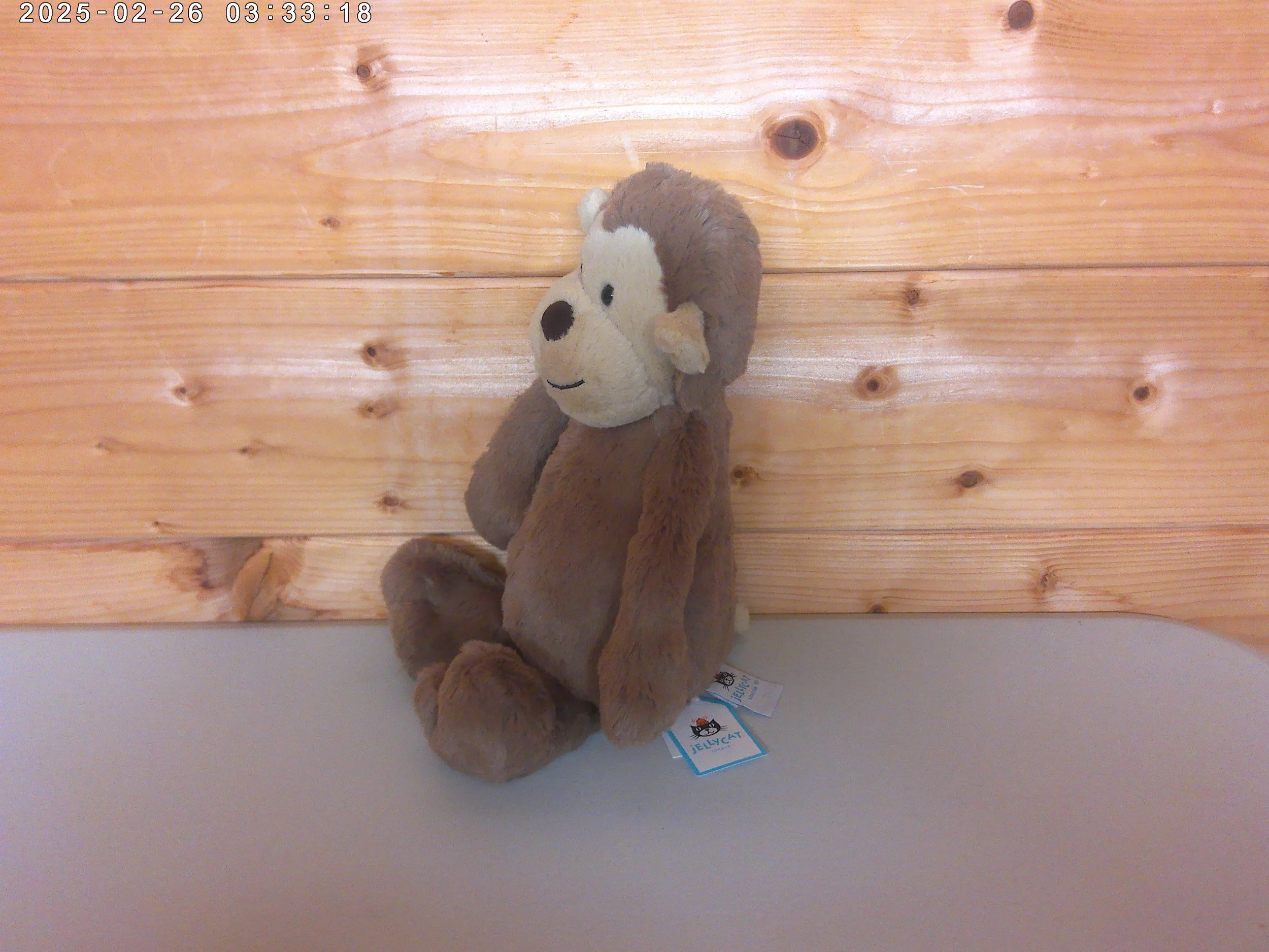 Bashful monkey - photo 2.jpg