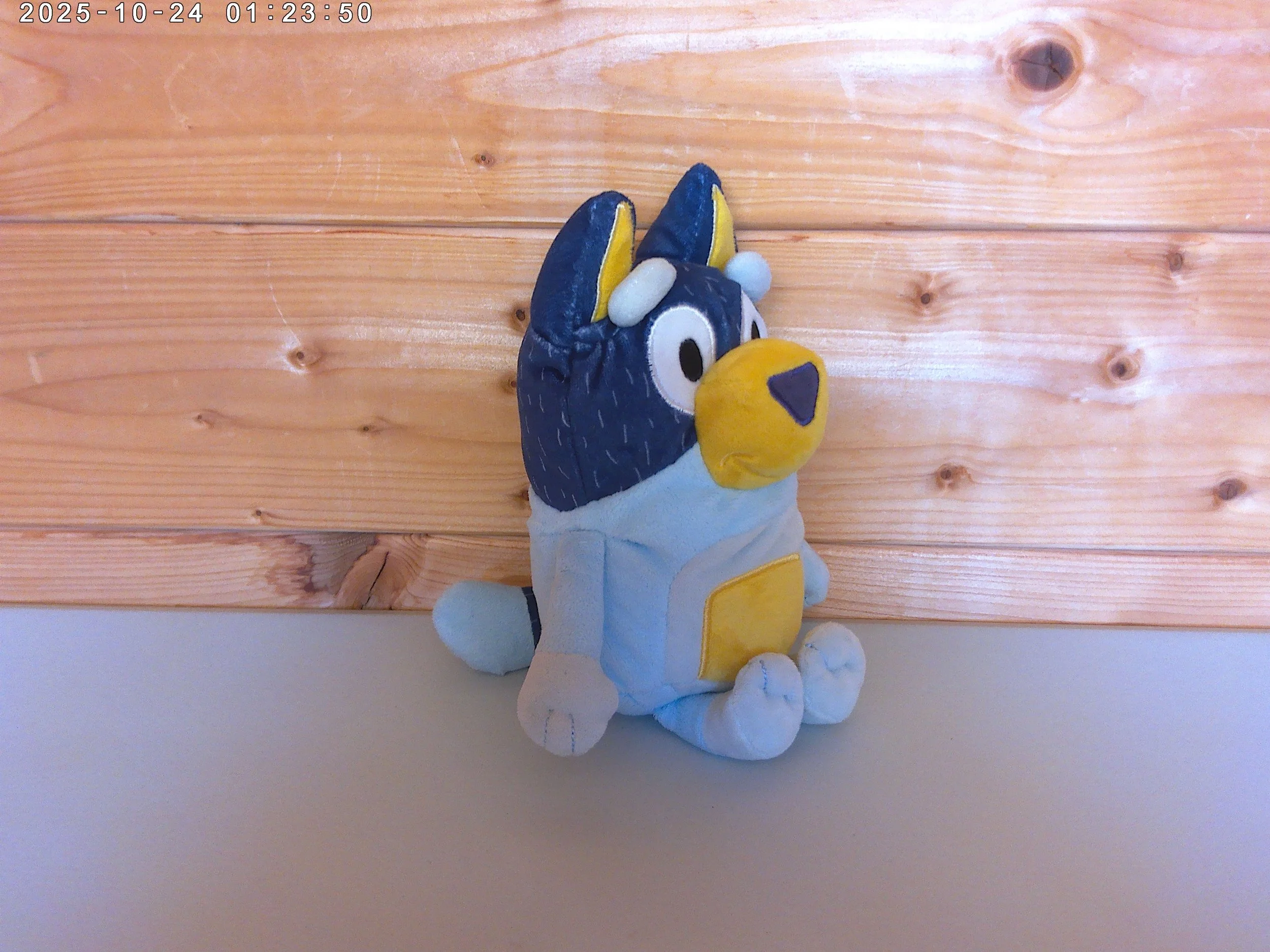 Bluey Bandit - photo 3.jpg