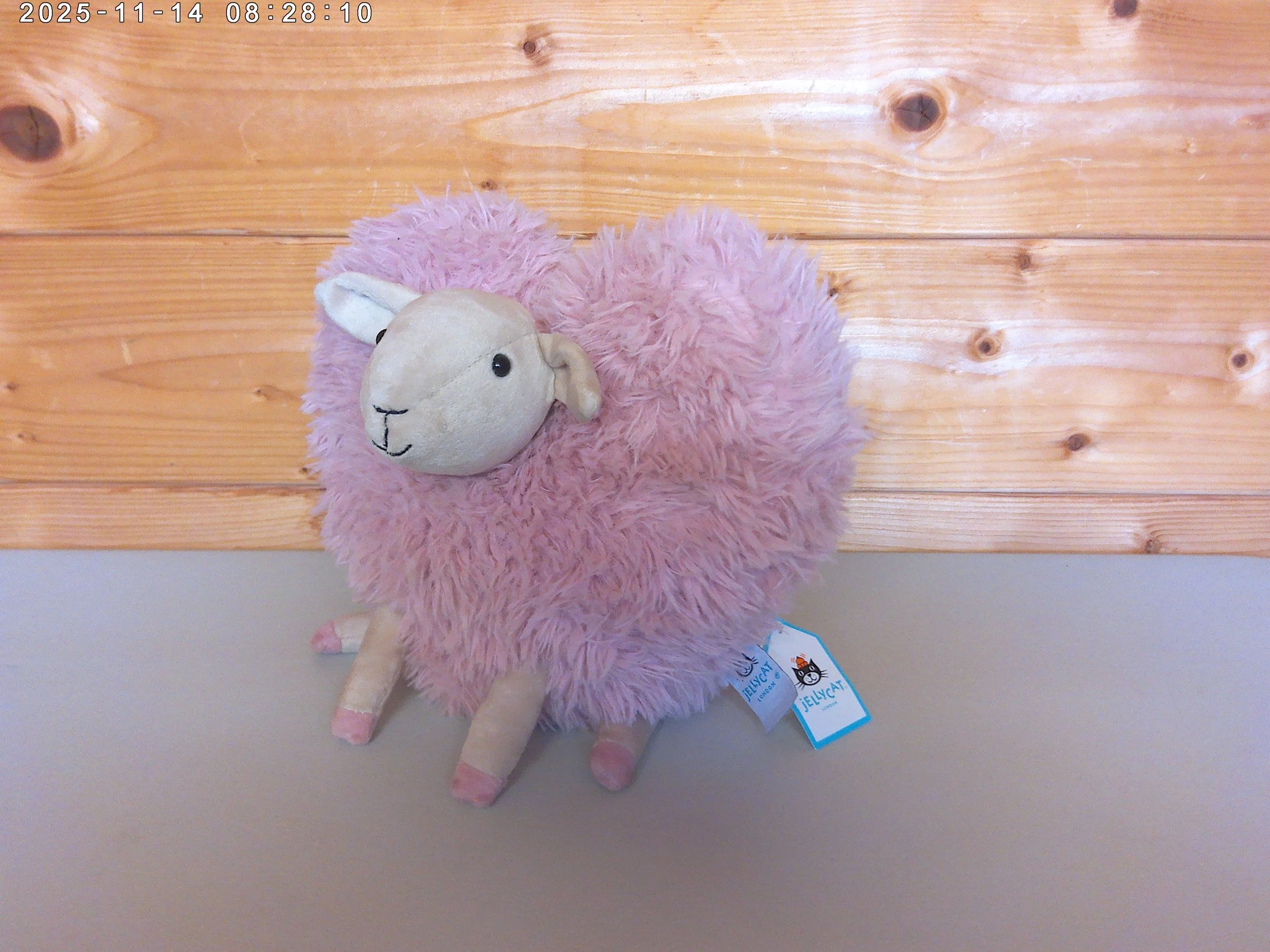 Aimee sheep -  photo 4.jpg