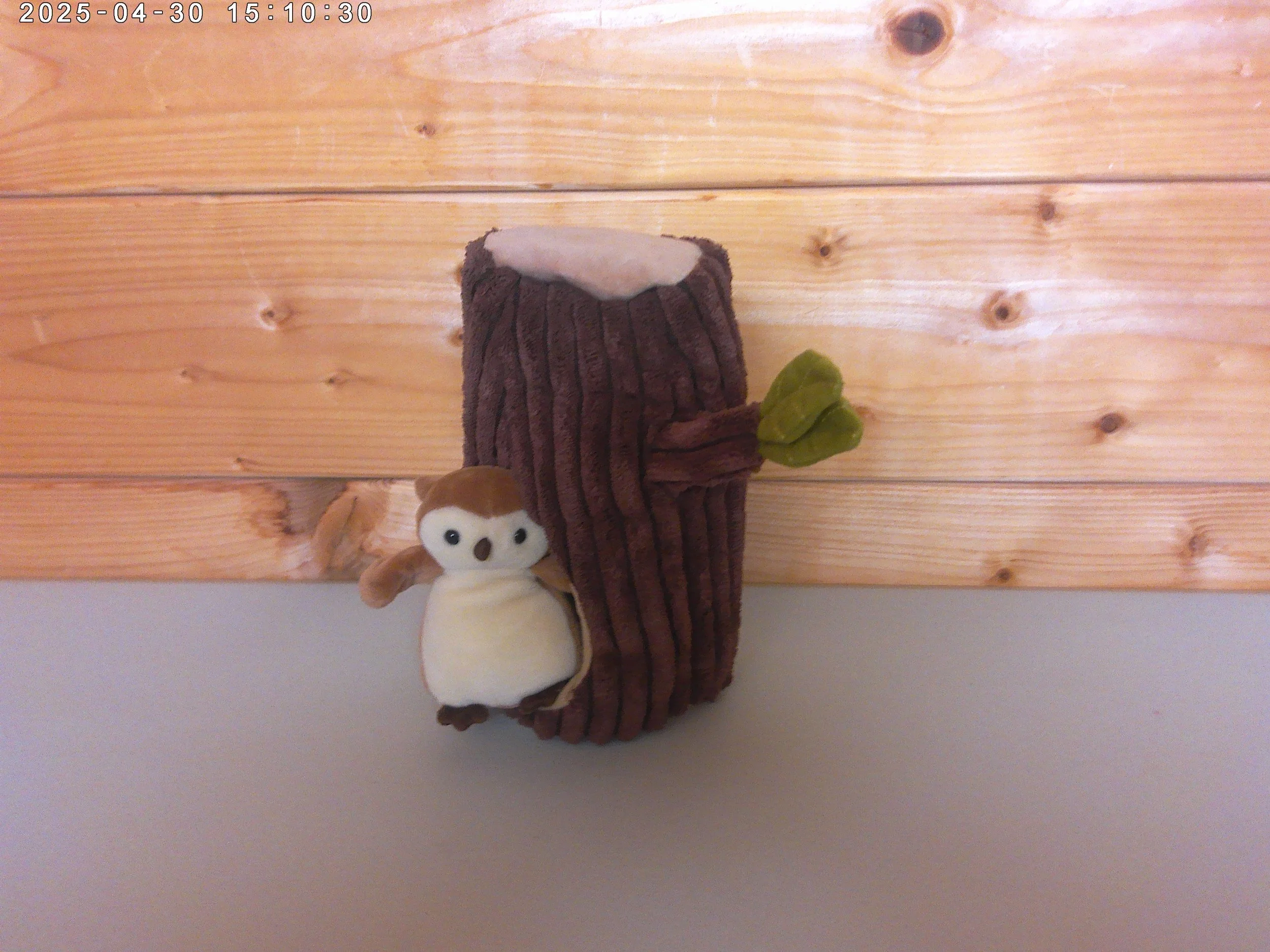 Fauna owl - photo 2.jpg