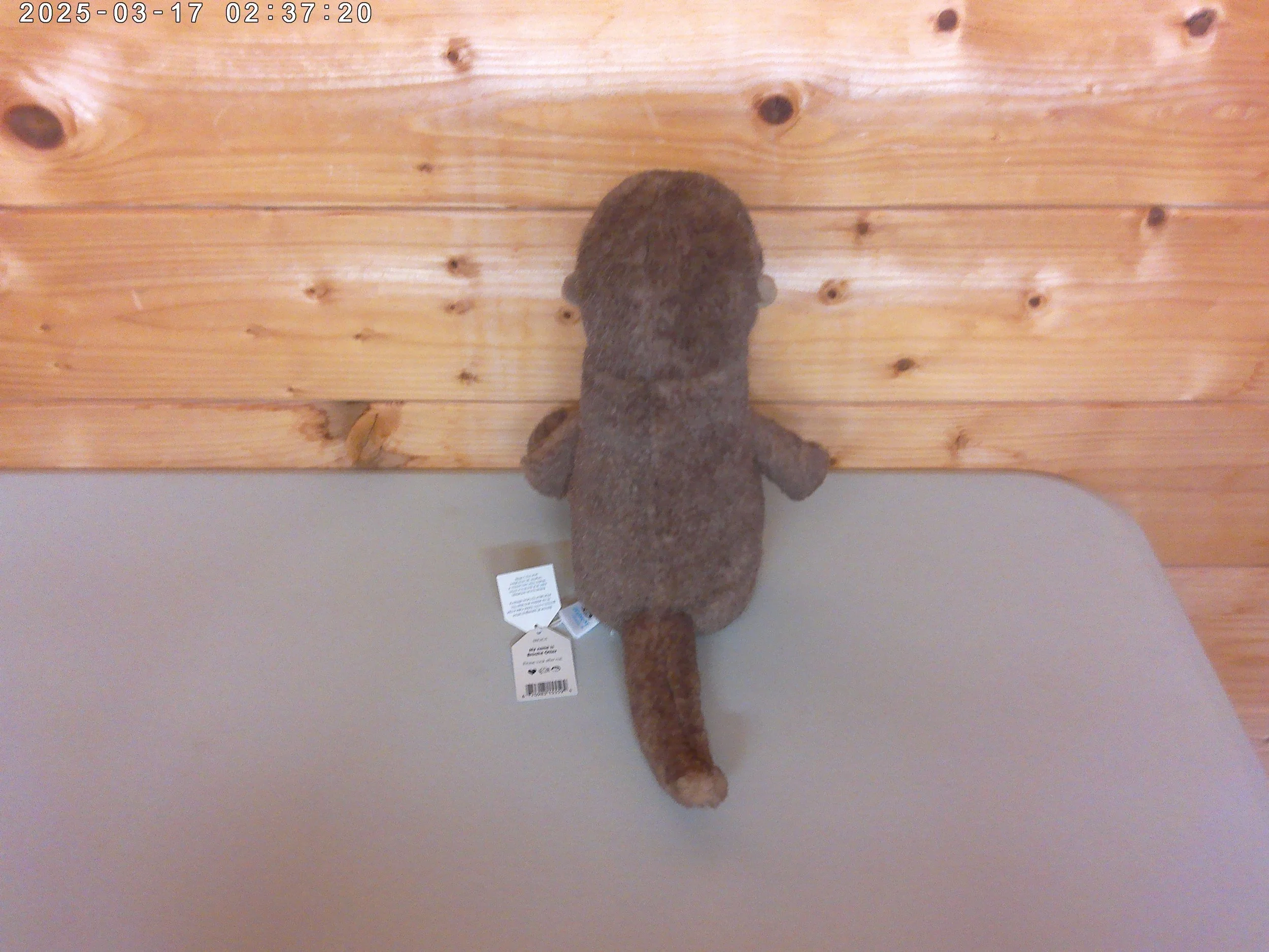 otter - photo 3.jpg