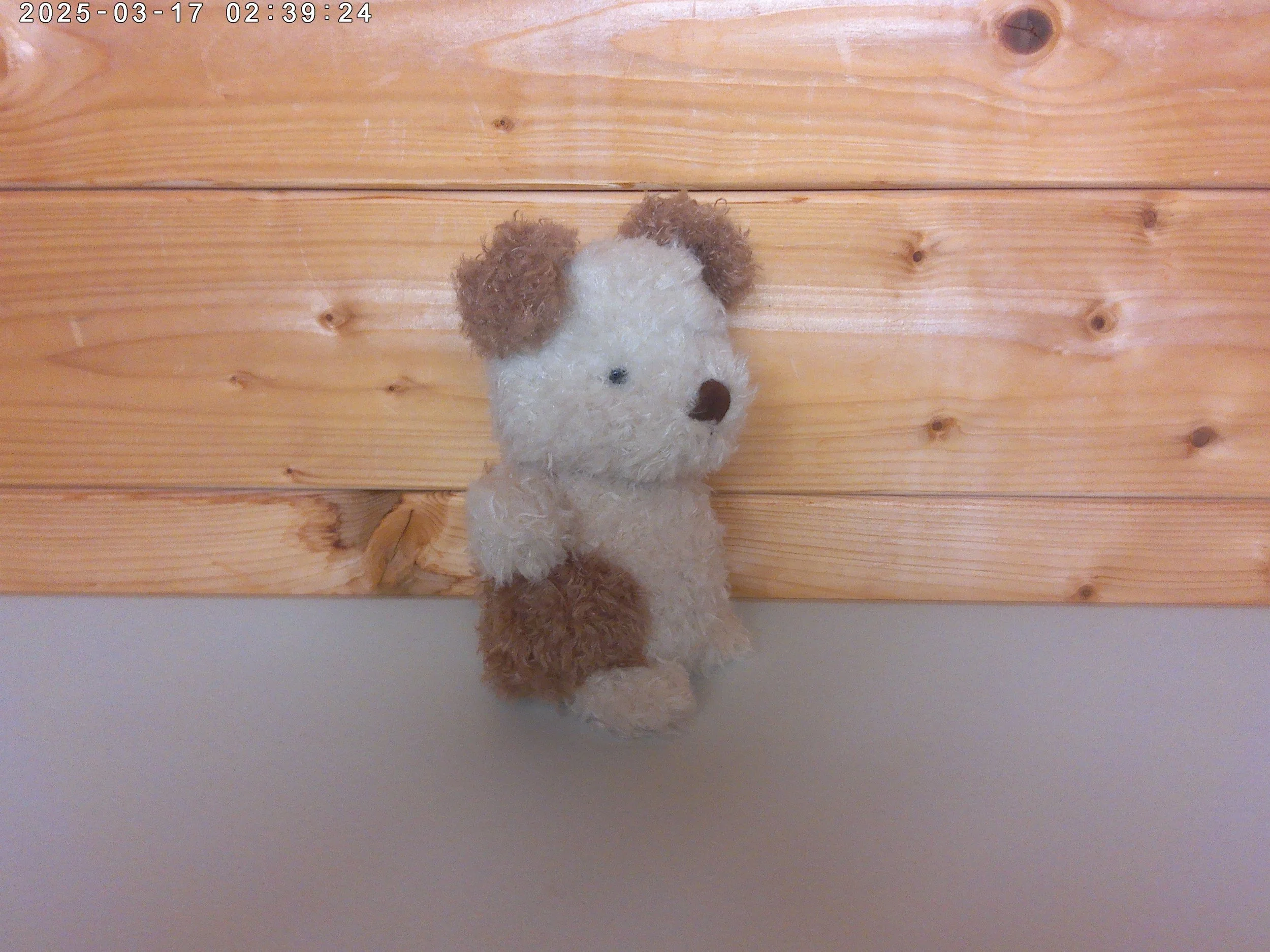 Little pup - photo 3.jpg