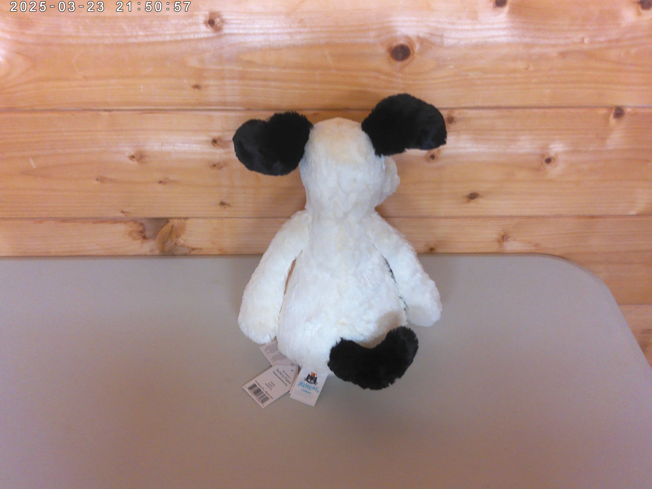 Puppy - photo 2.jpg