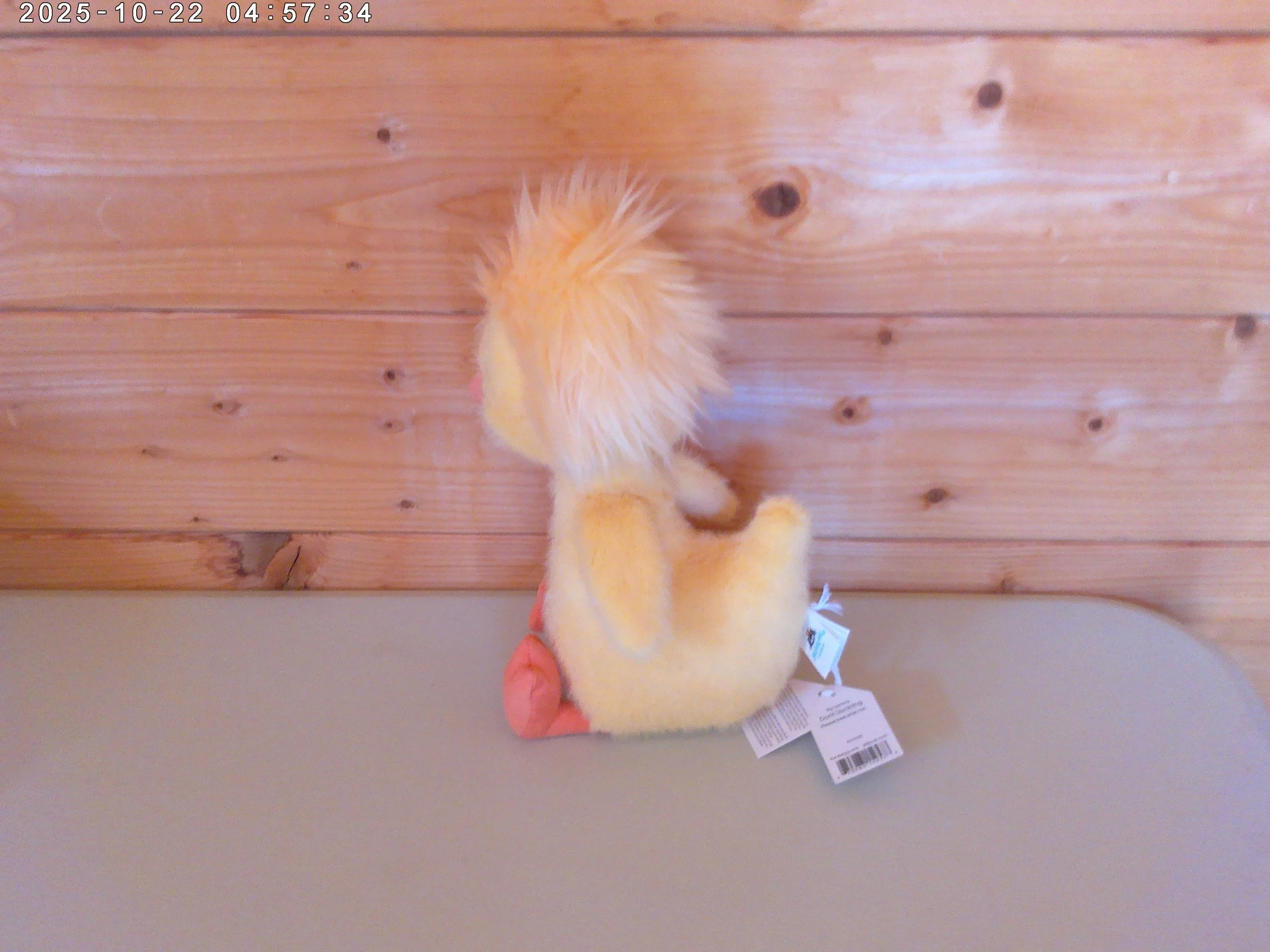 Dorit Duckling - photo 2.jpg