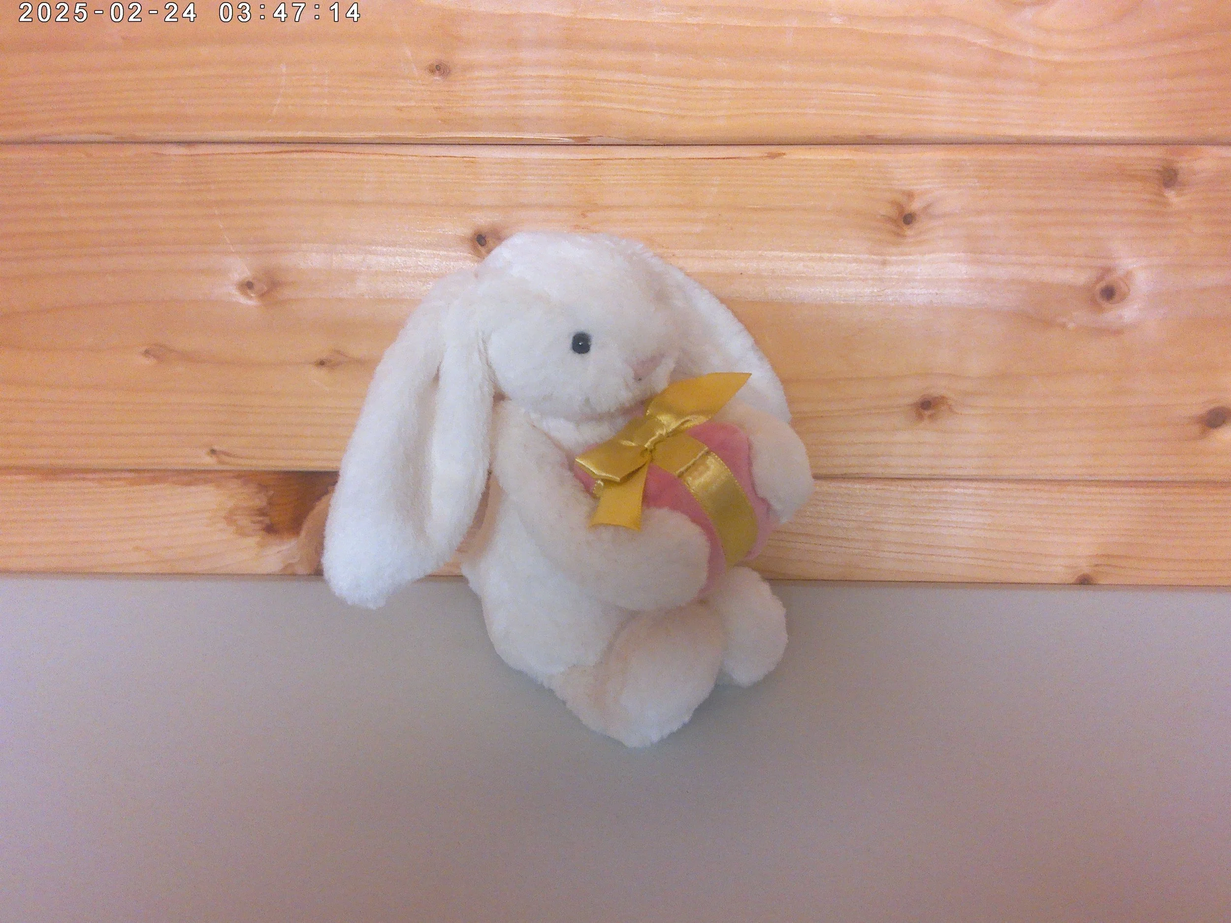 Bunny present - photo 3.jpg