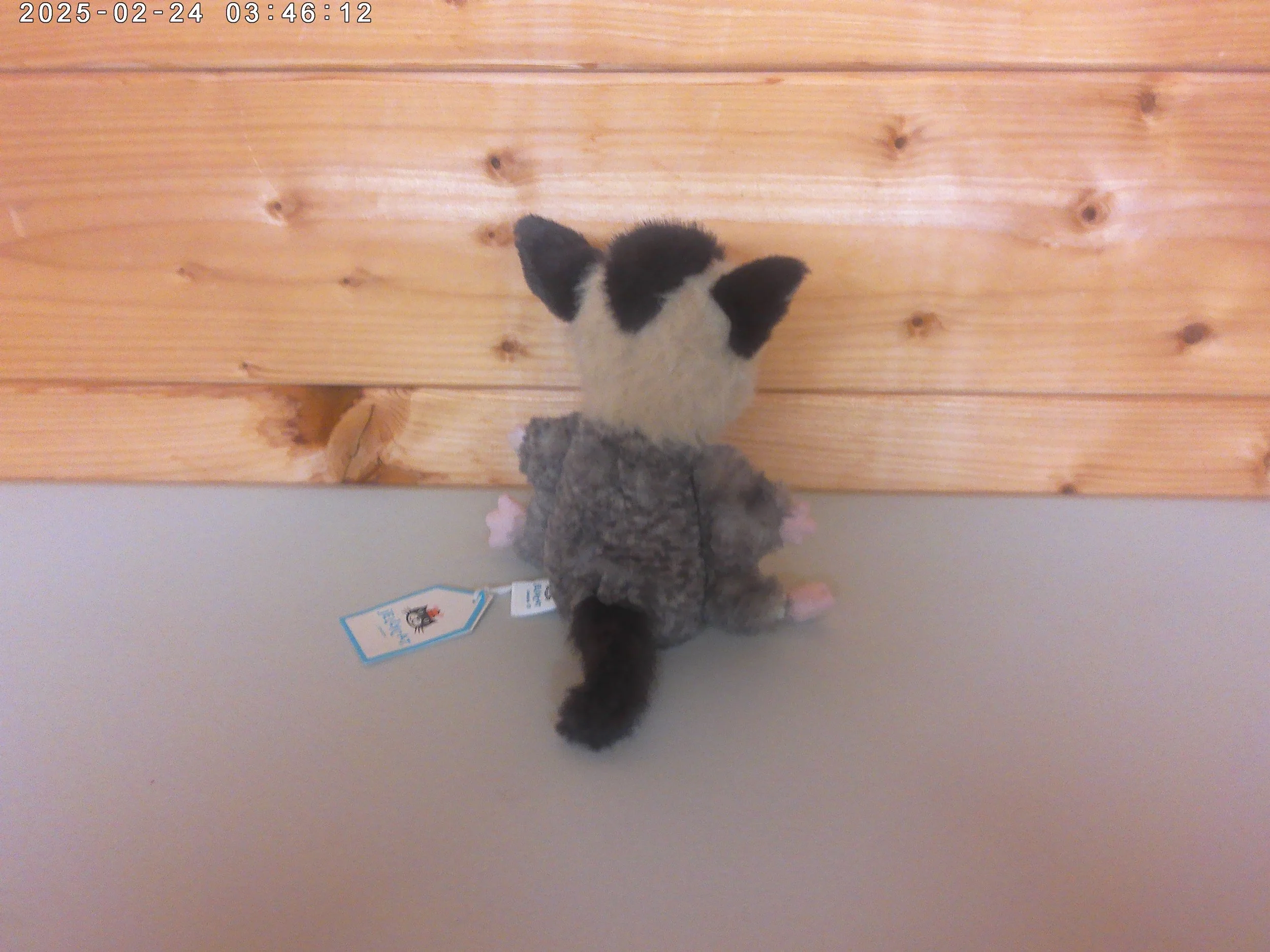 Suger Glider - photo 3.jpg