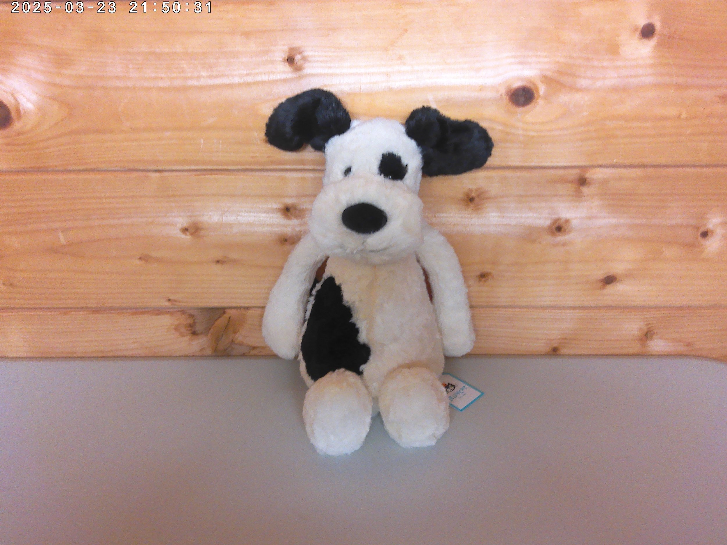 Puppy - photo 1.jpg