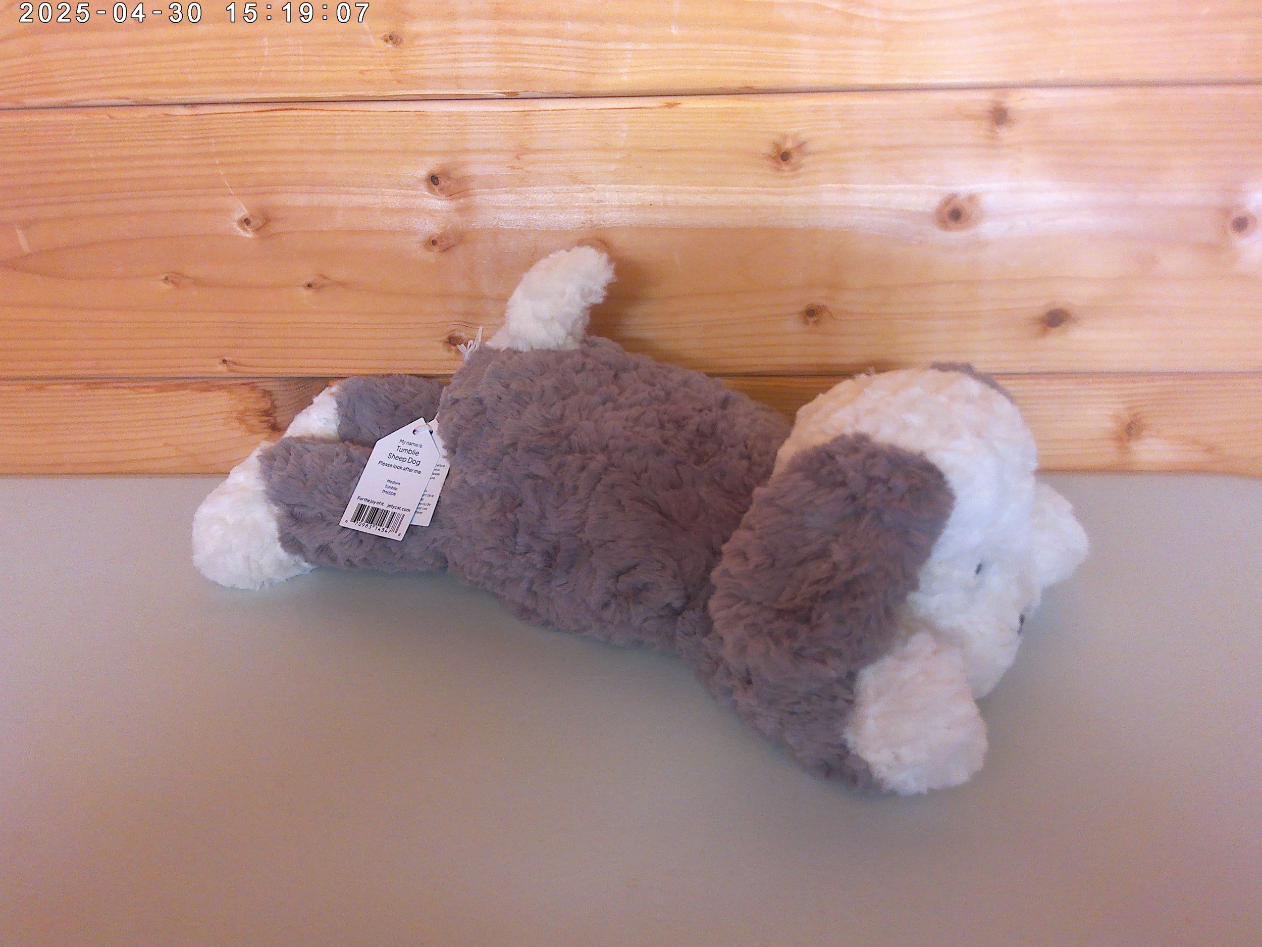 Sheep dog - photo 3.jpg