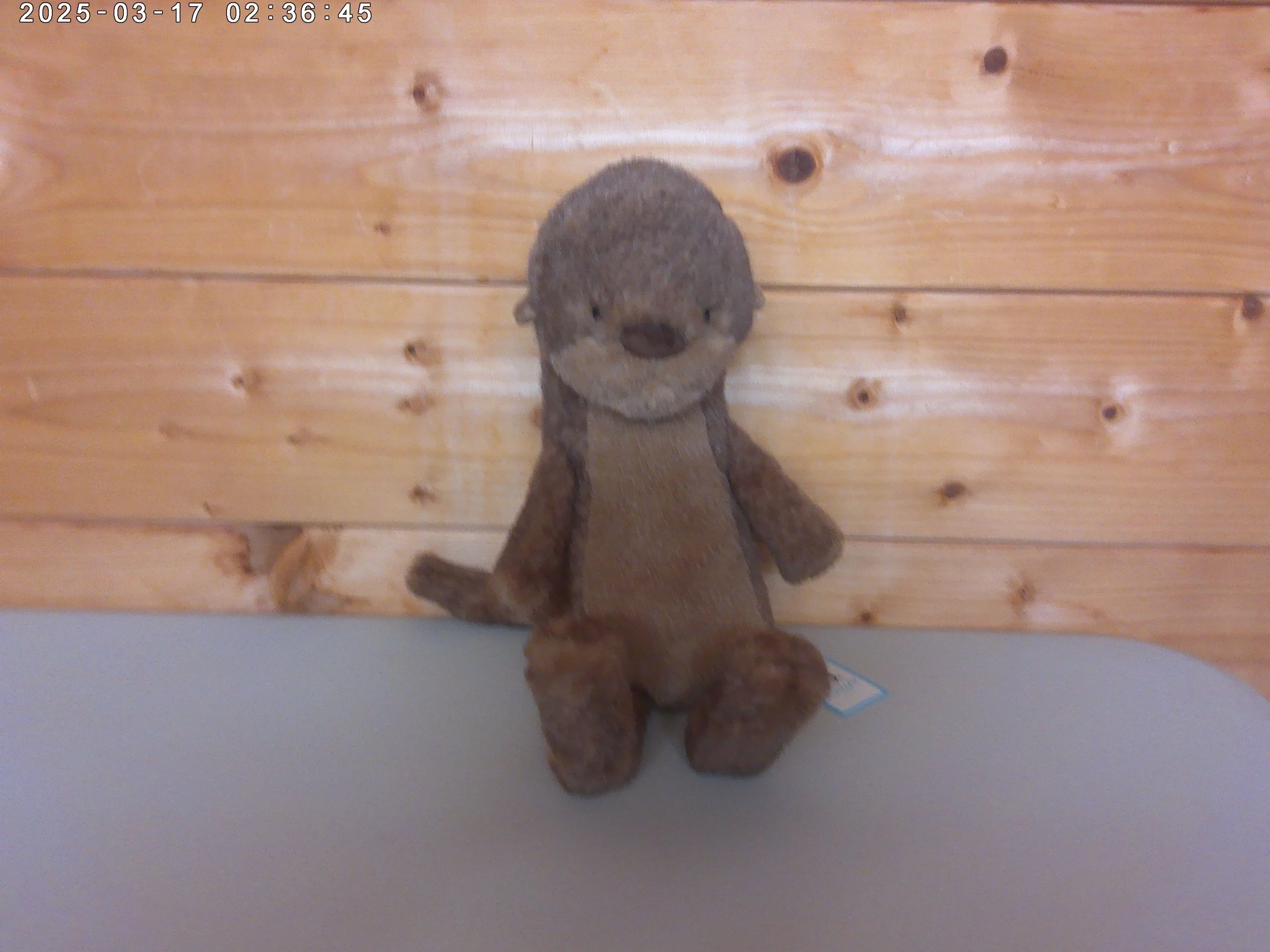 Otter - photo 1.jpg